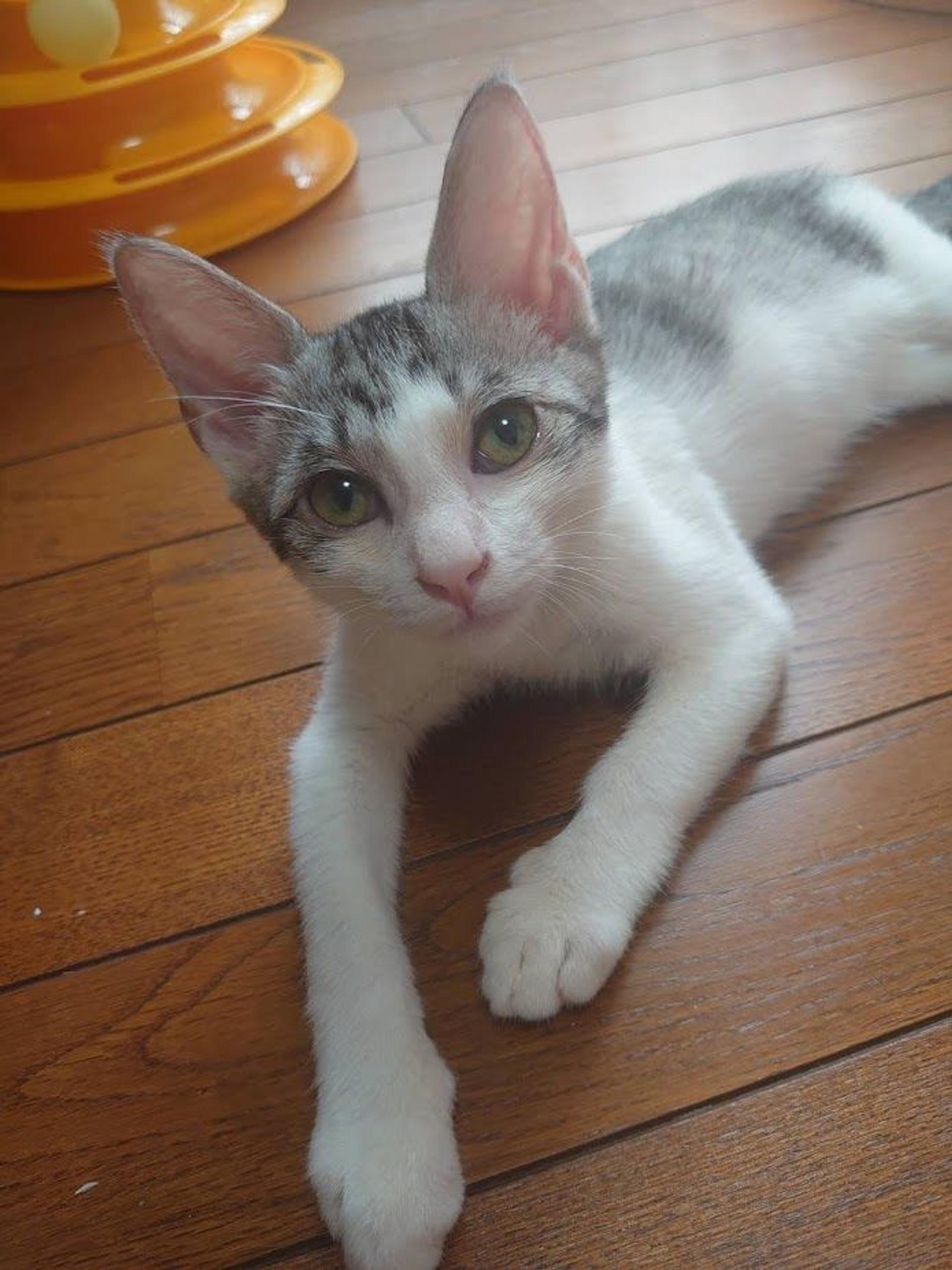 pet-image-5