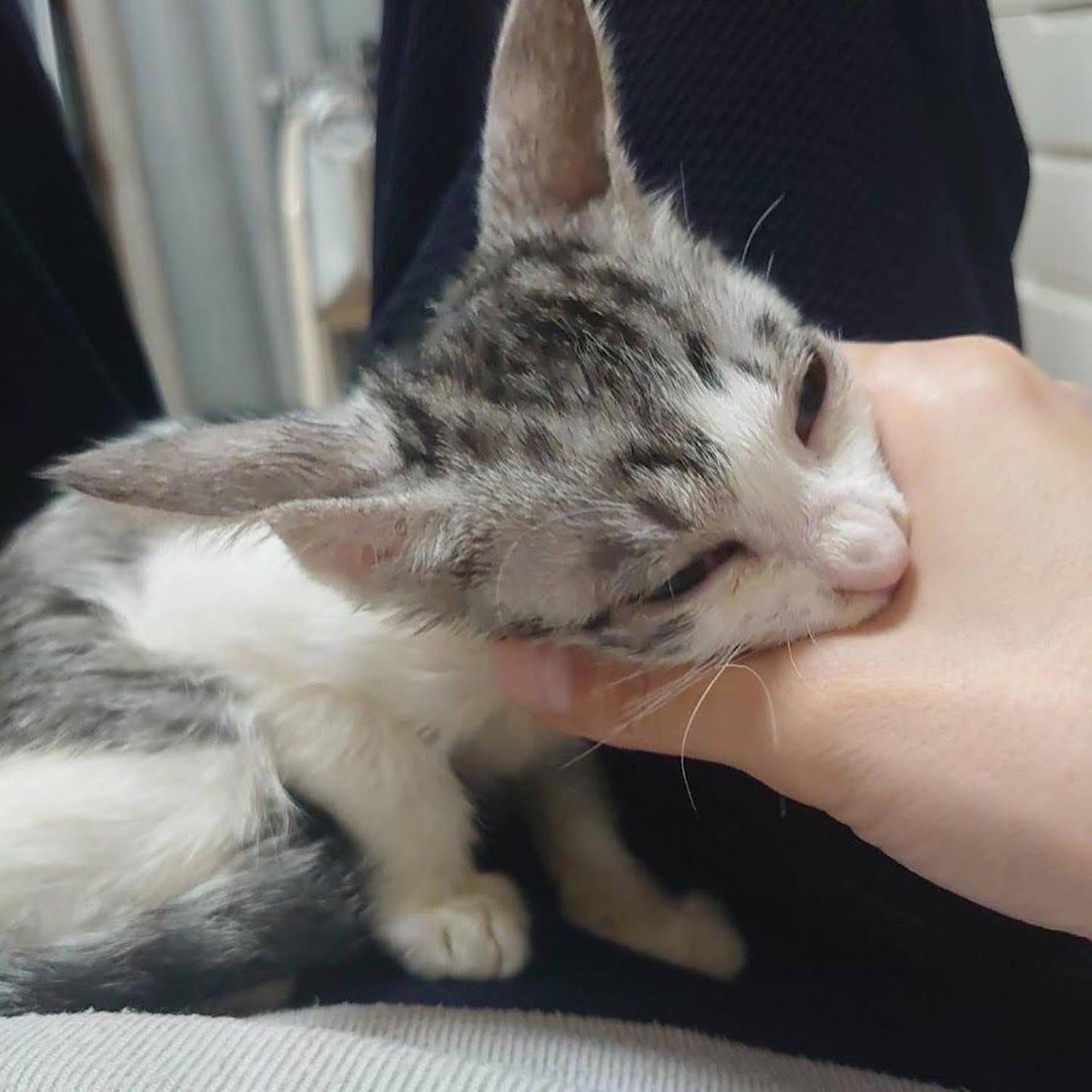 pet-image-6
