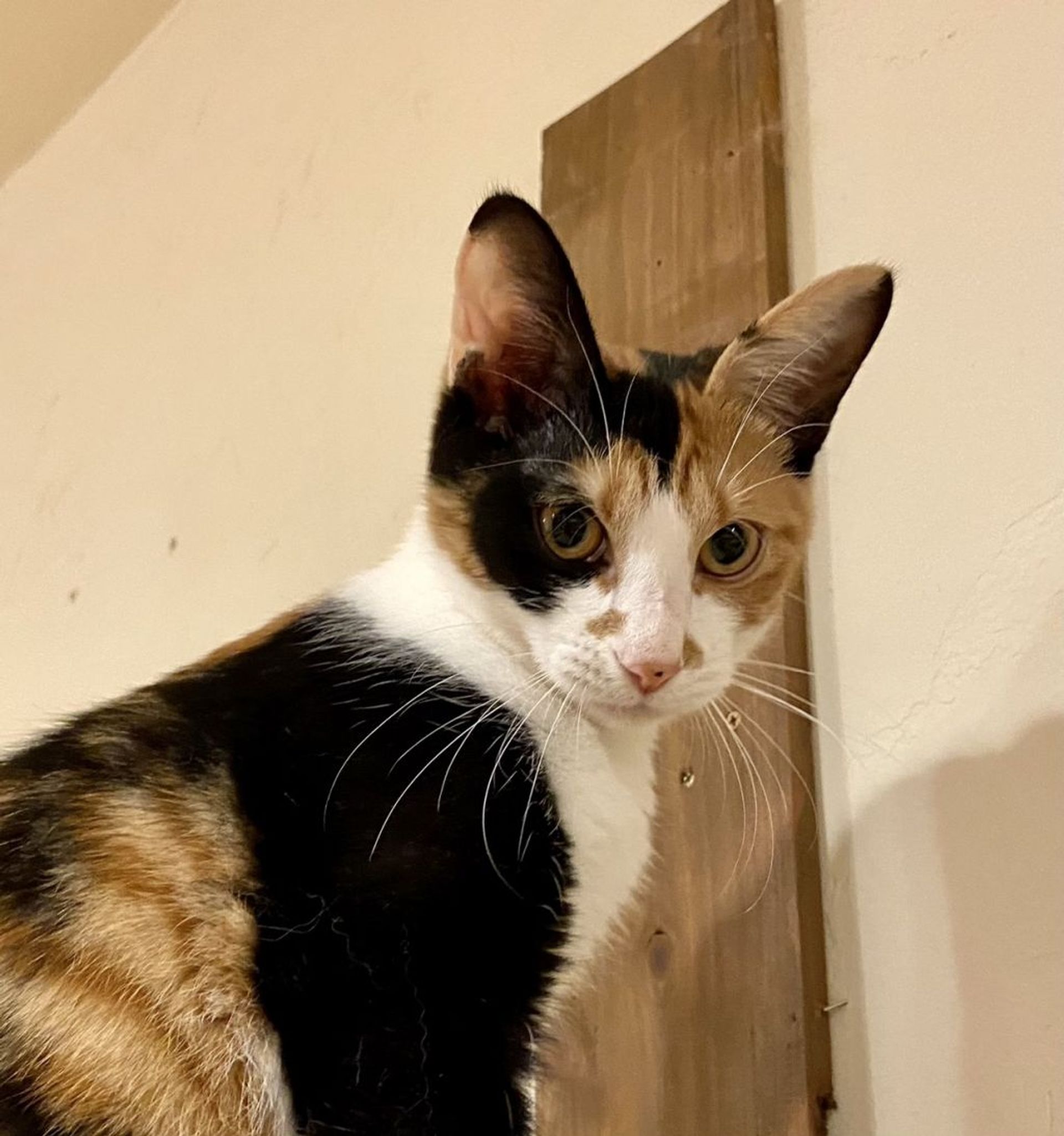 雑種（ミックス猫）・メスの里親募集の写真