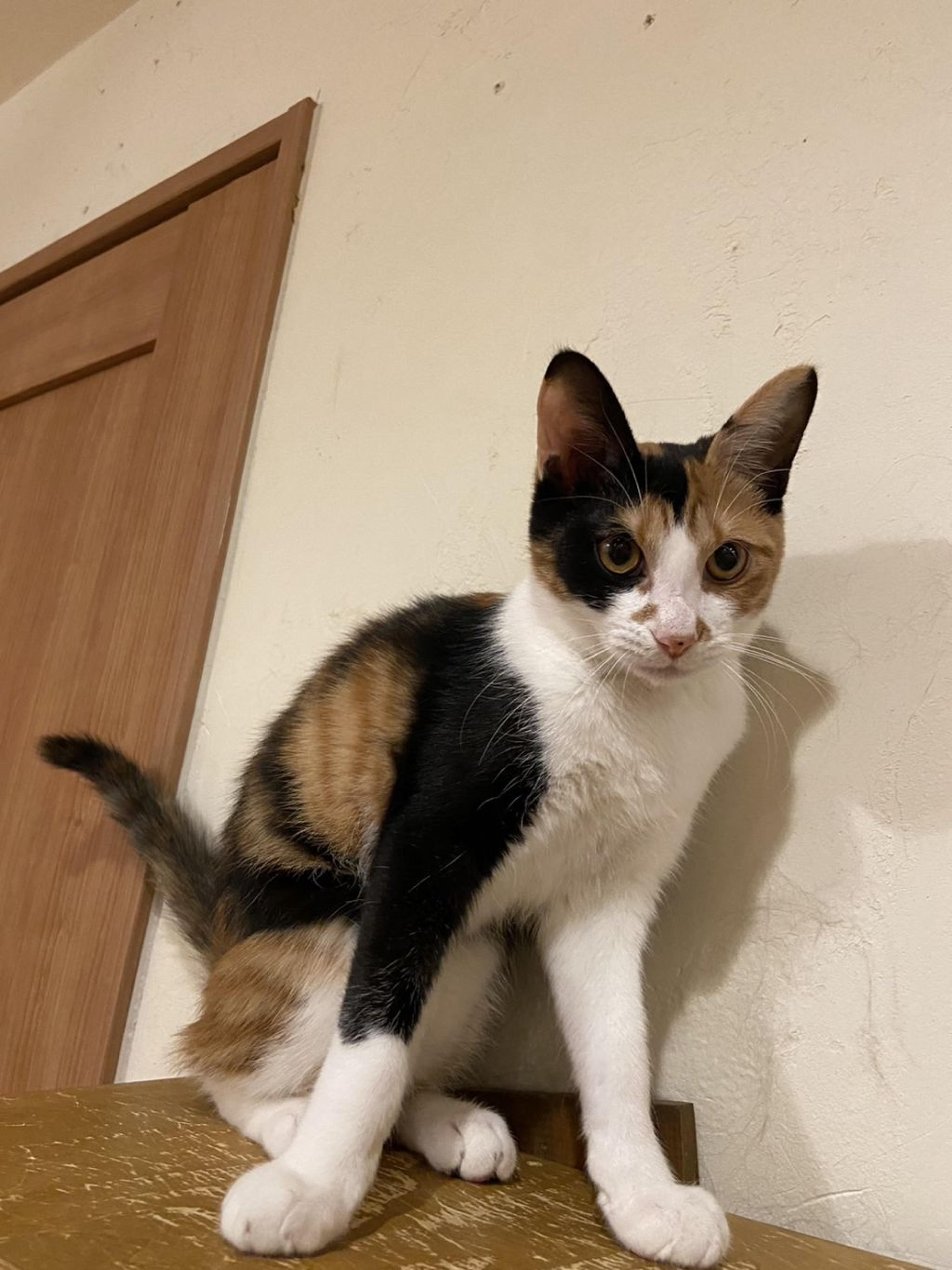 pet-image-3