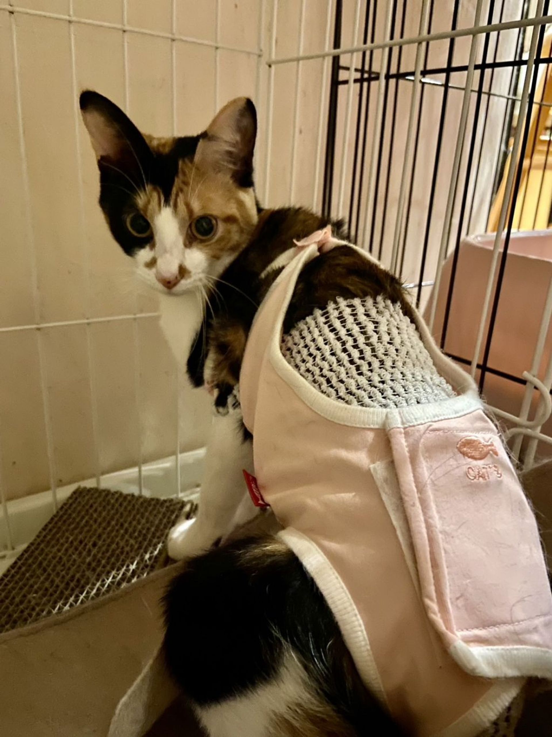 雑種（ミックス猫）・メスの里親募集の写真