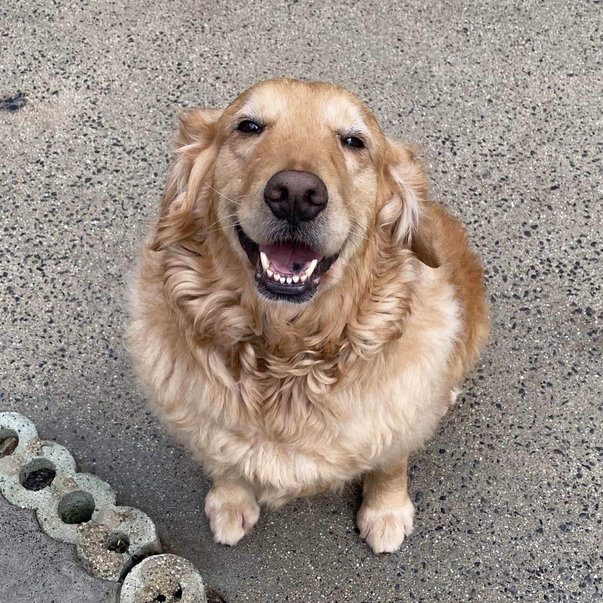 pet-image-2