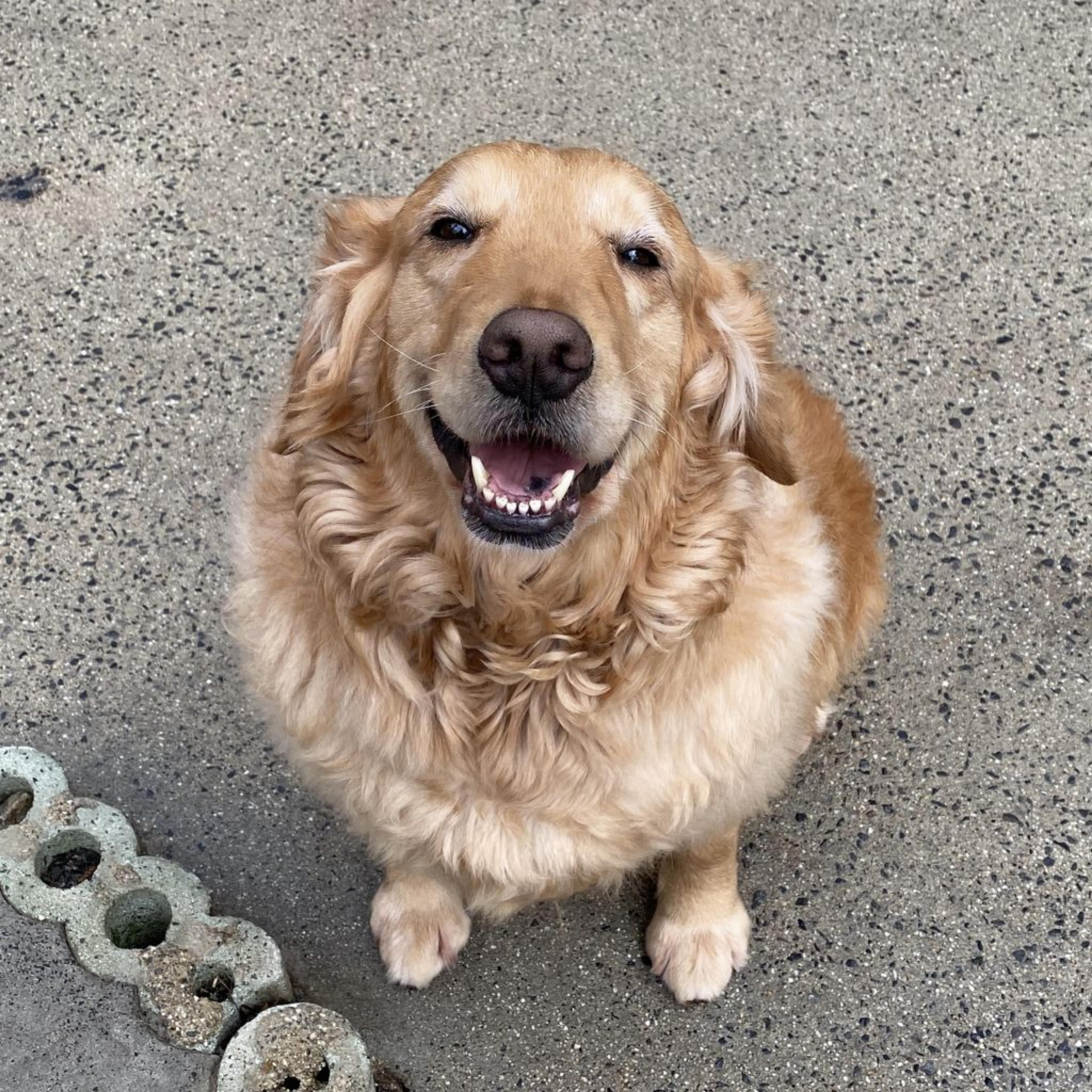 pet-image-2
