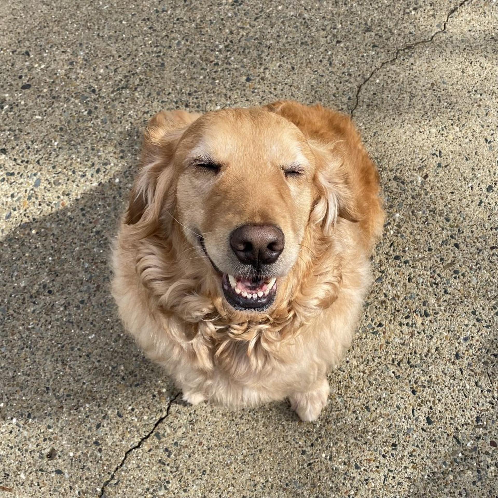 pet-image-4