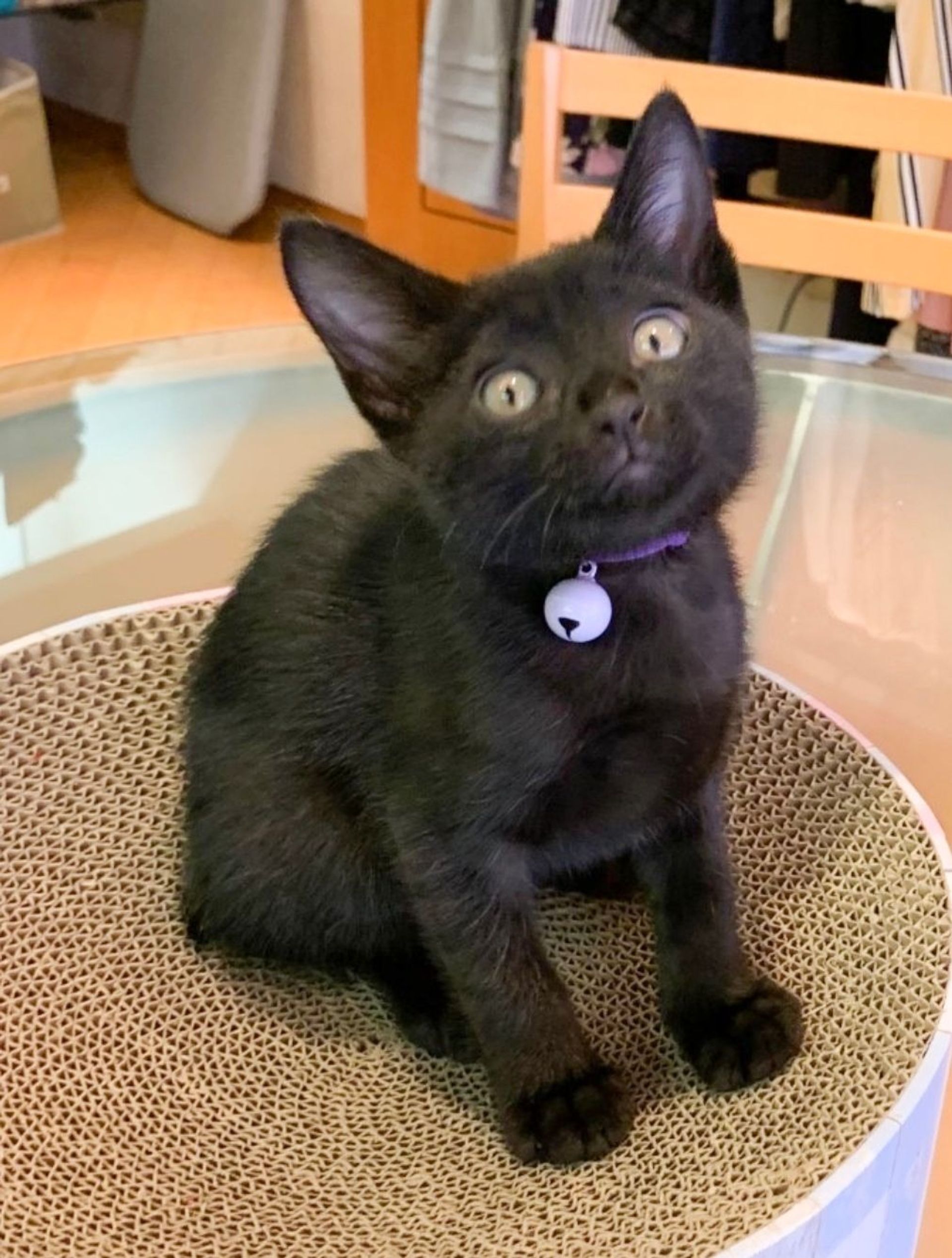 雑種（ミックス猫）・メスの里親募集の写真