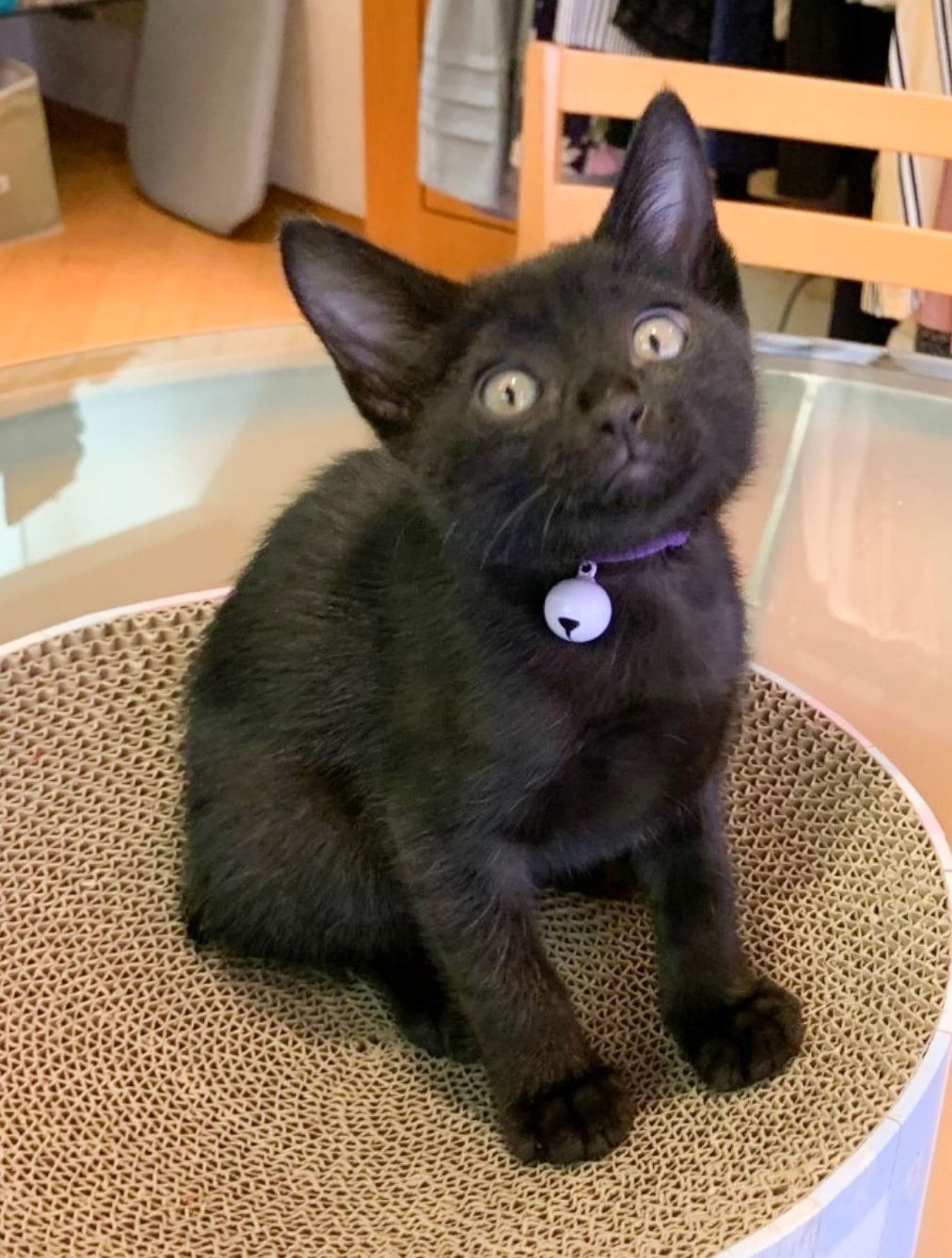 雑種（ミックス猫）・メスの里親募集の写真