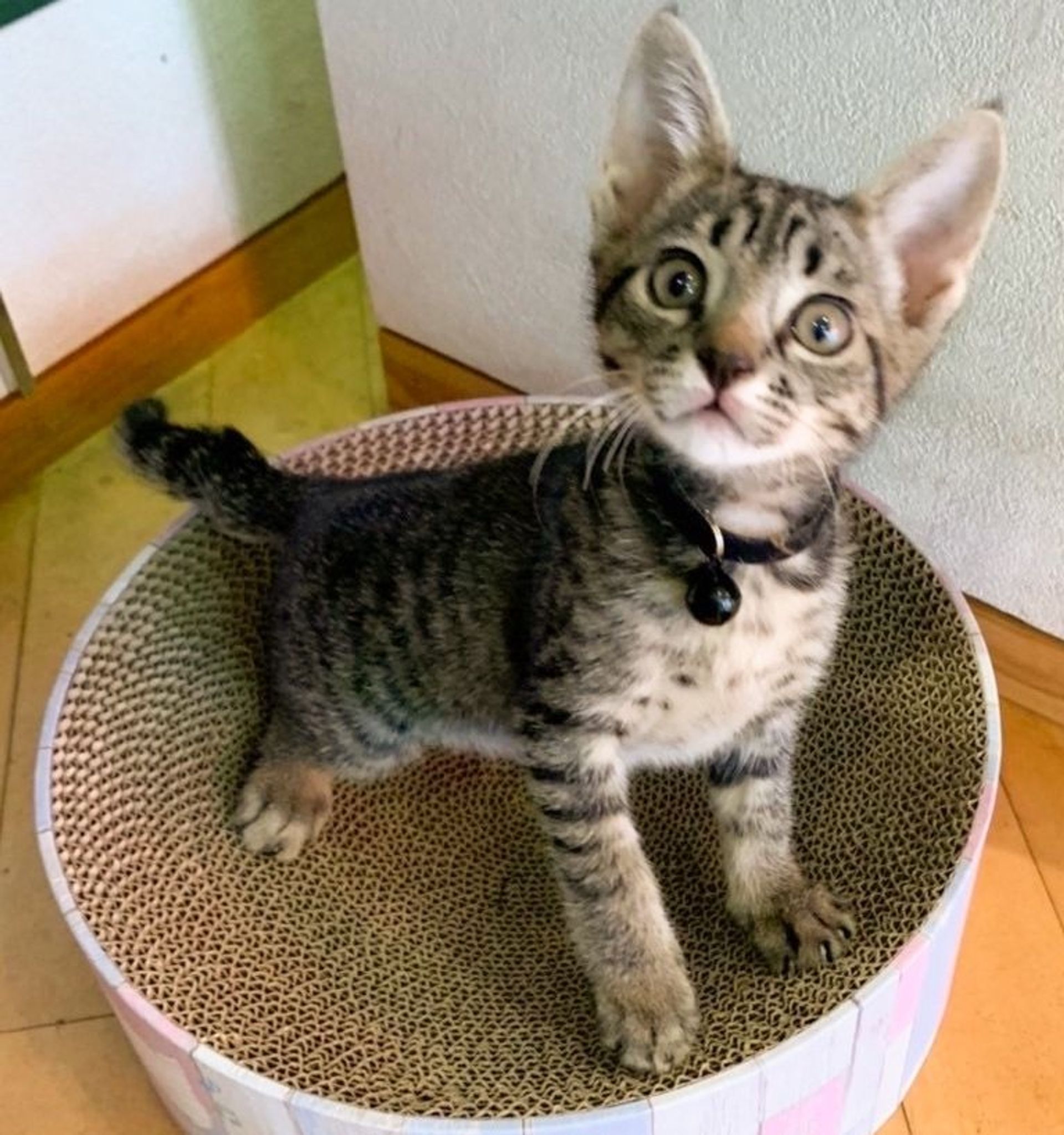 雑種（ミックス猫）・メスの里親募集の写真