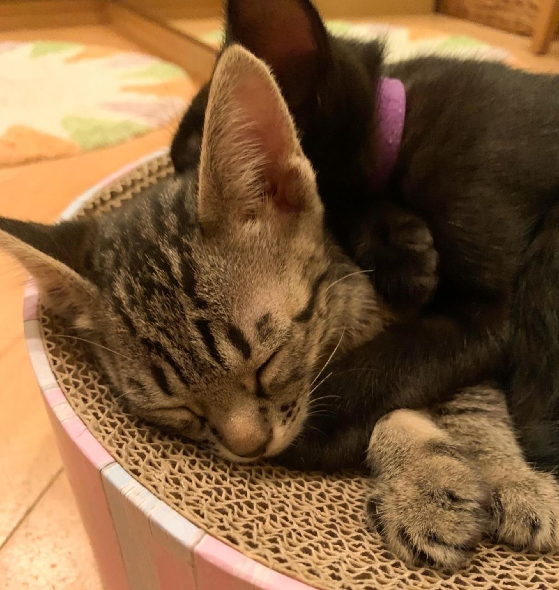 pet-image-2