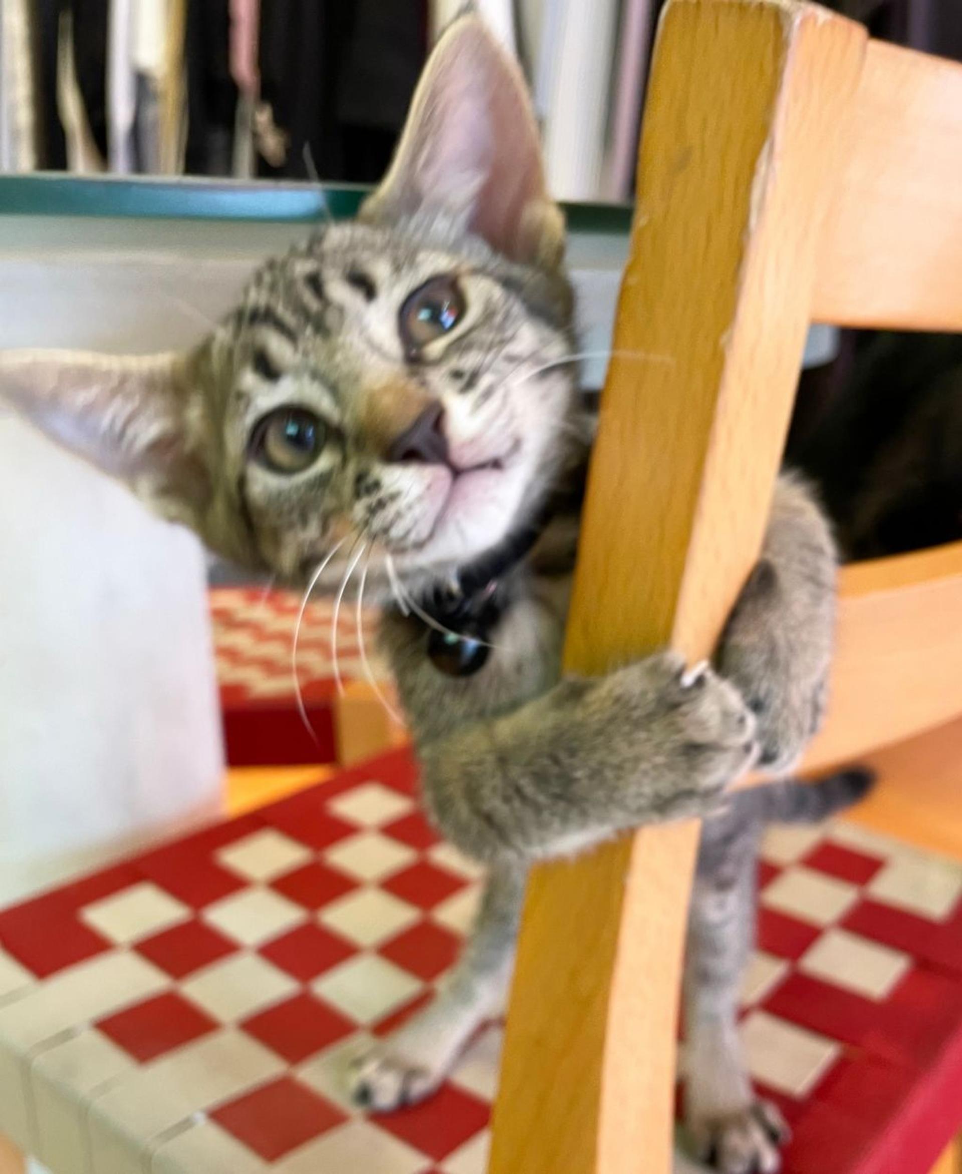 pet-image-4