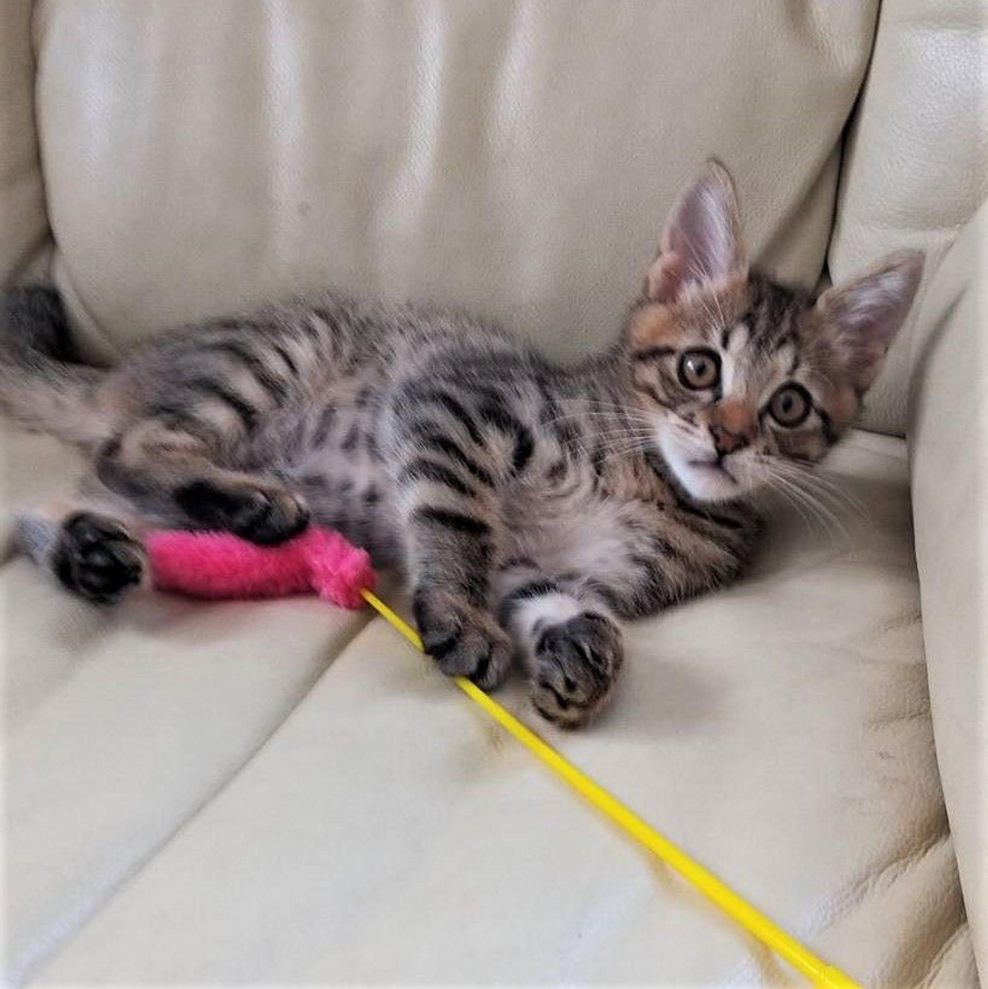 pet-image-9
