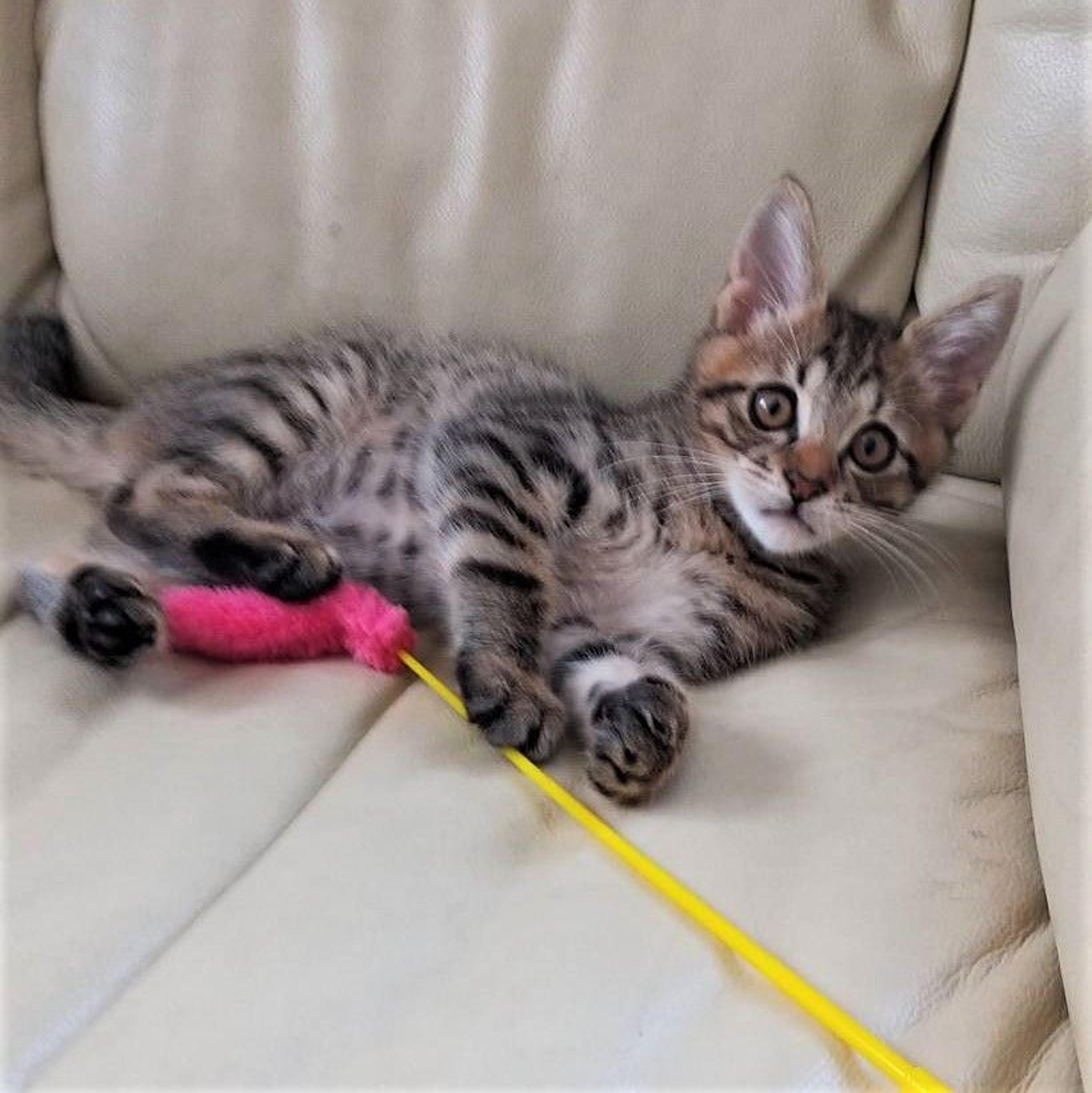 pet-image-9