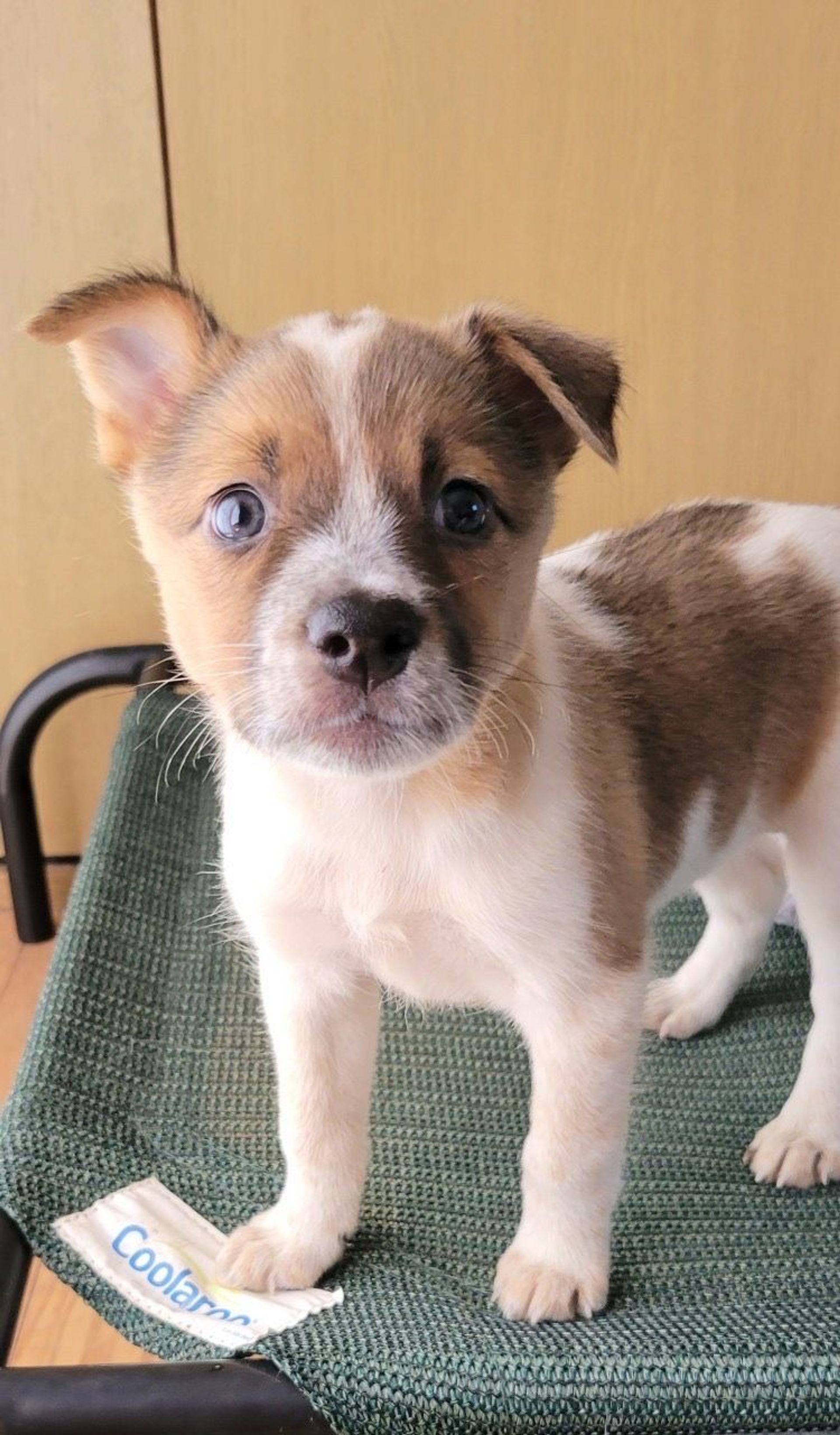 雑種（ミックス犬）・メスの里親募集の写真