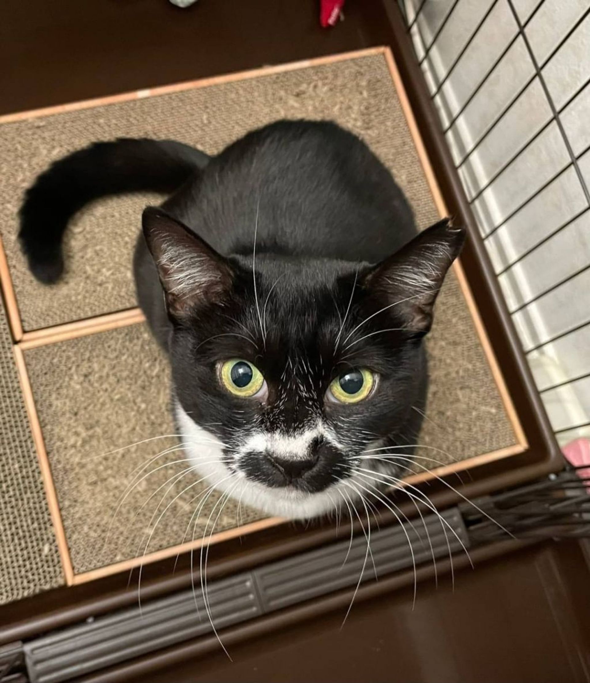 雑種（ミックス猫）・オスの里親募集の写真