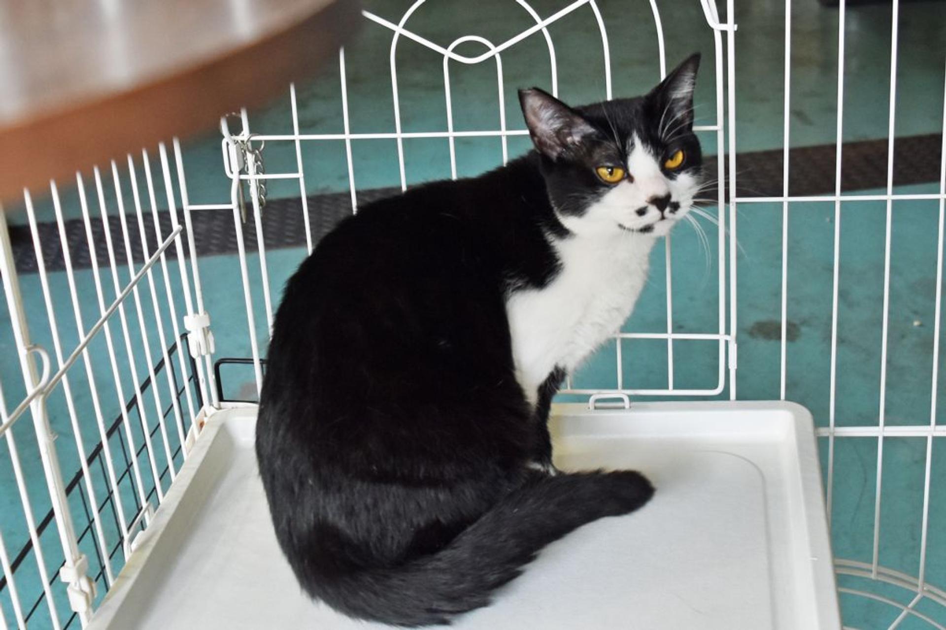pet-image-3