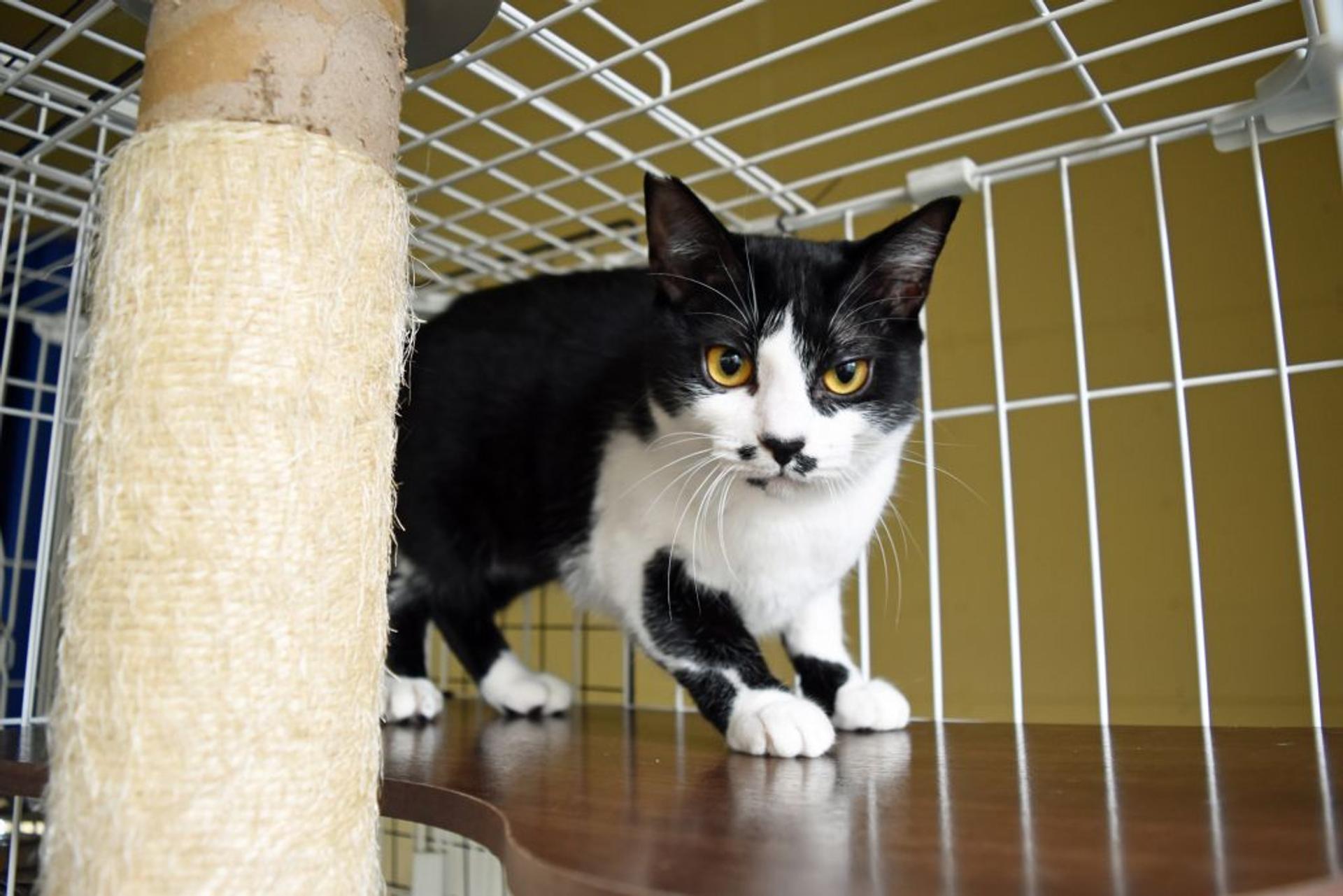 pet-image-4