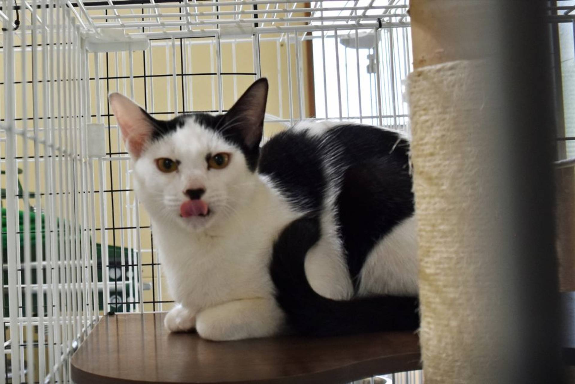 雑種（ミックス猫）・オスの里親募集の写真