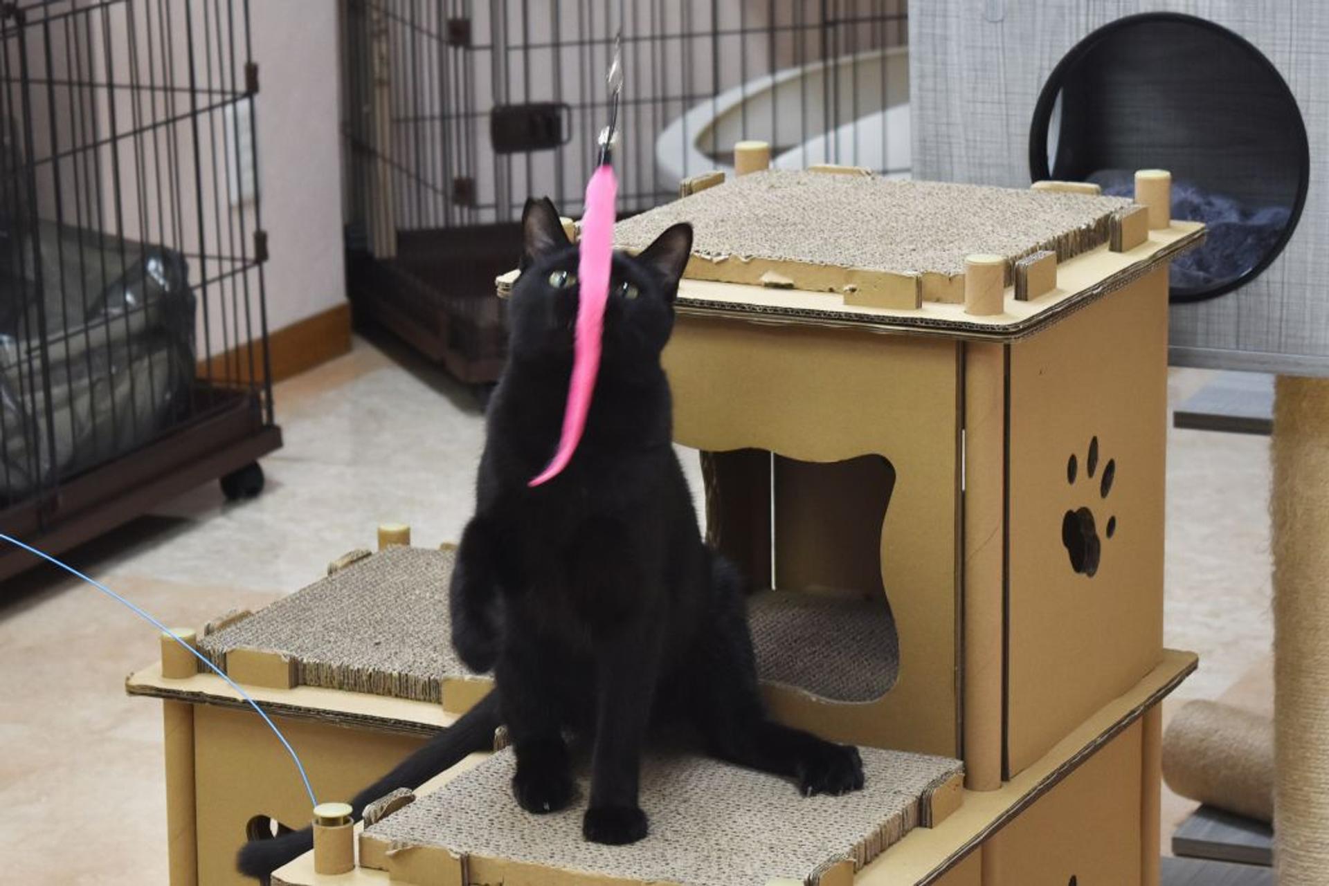 pet-image-2