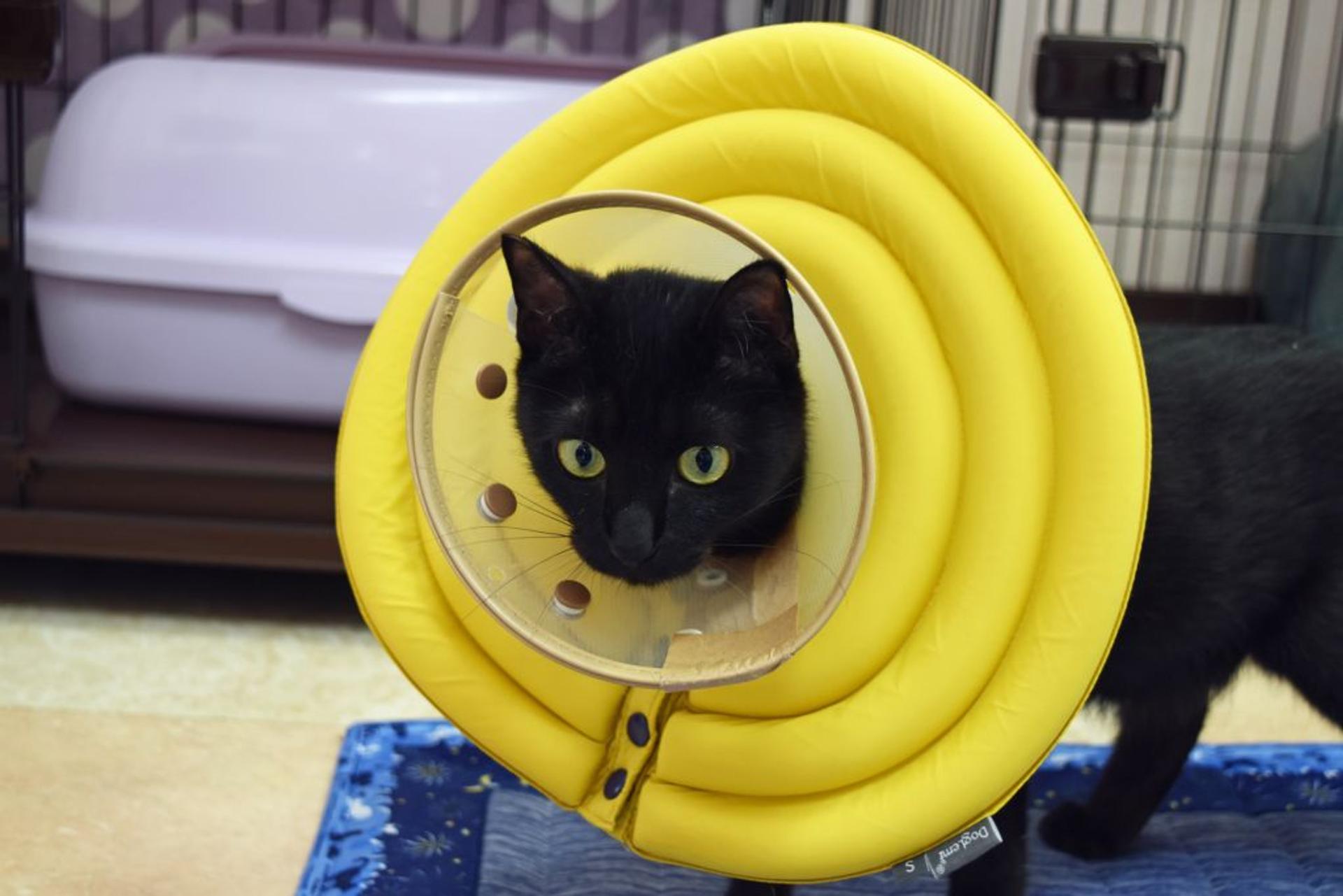 pet-image-4