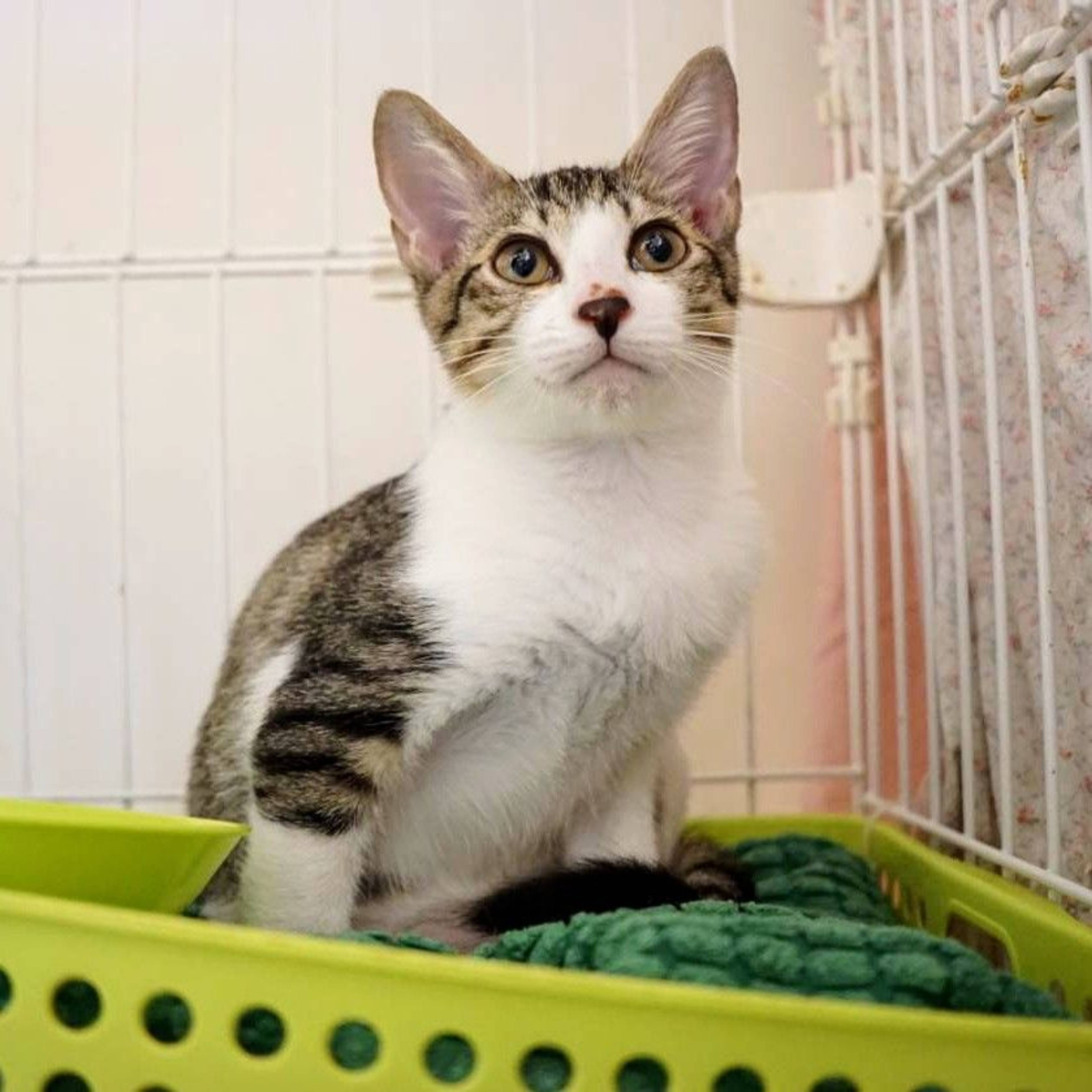 雑種（ミックス猫）・メスの里親募集の写真