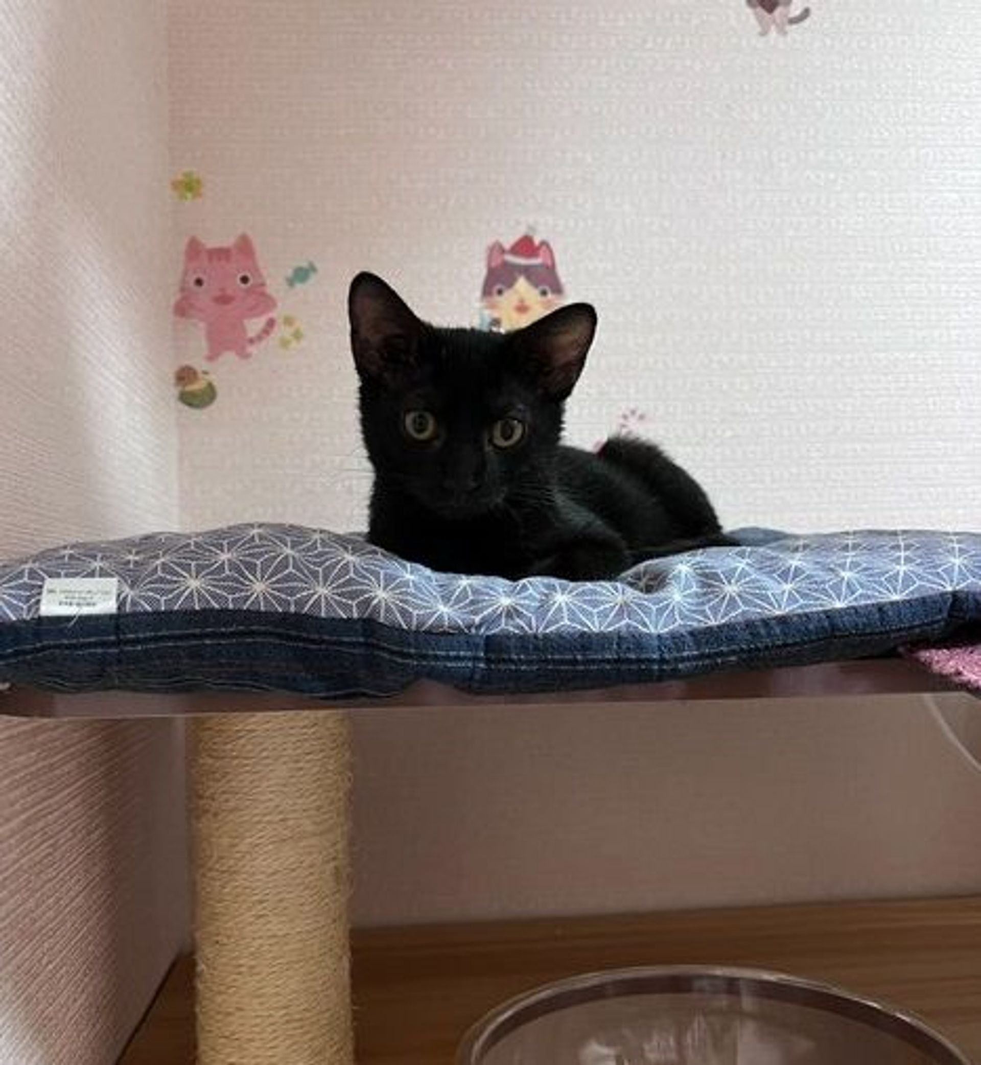 雑種（ミックス猫）・オスの里親募集の写真