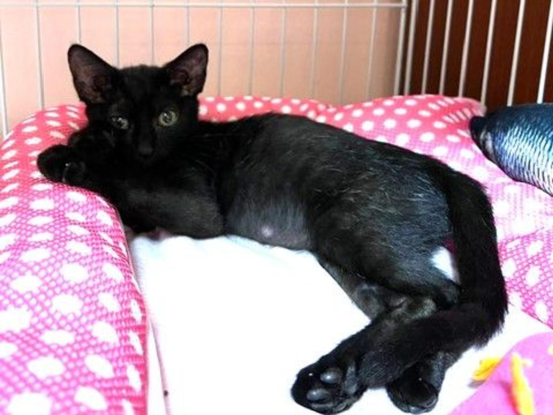 pet-image-8