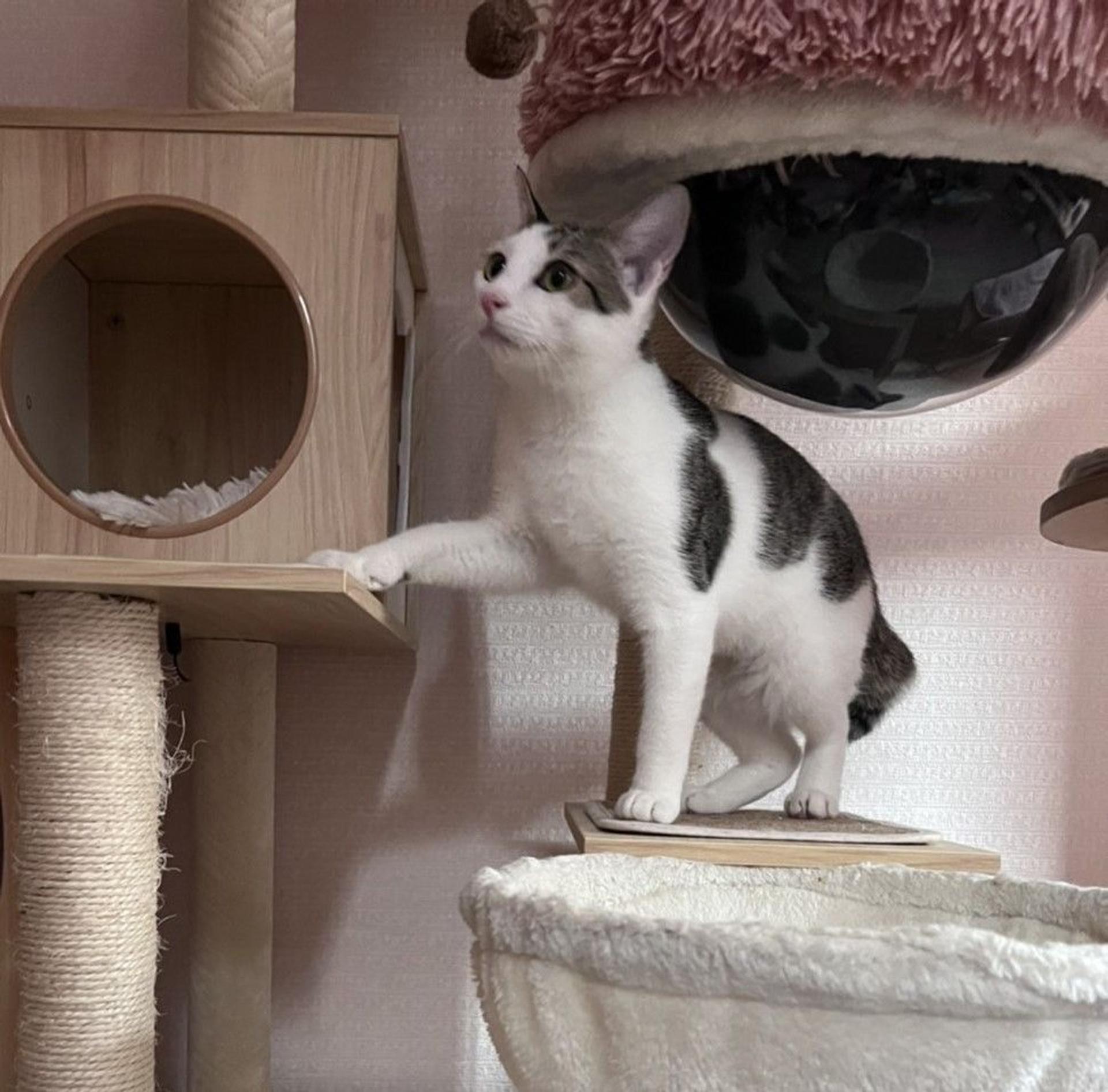 pet-image-5