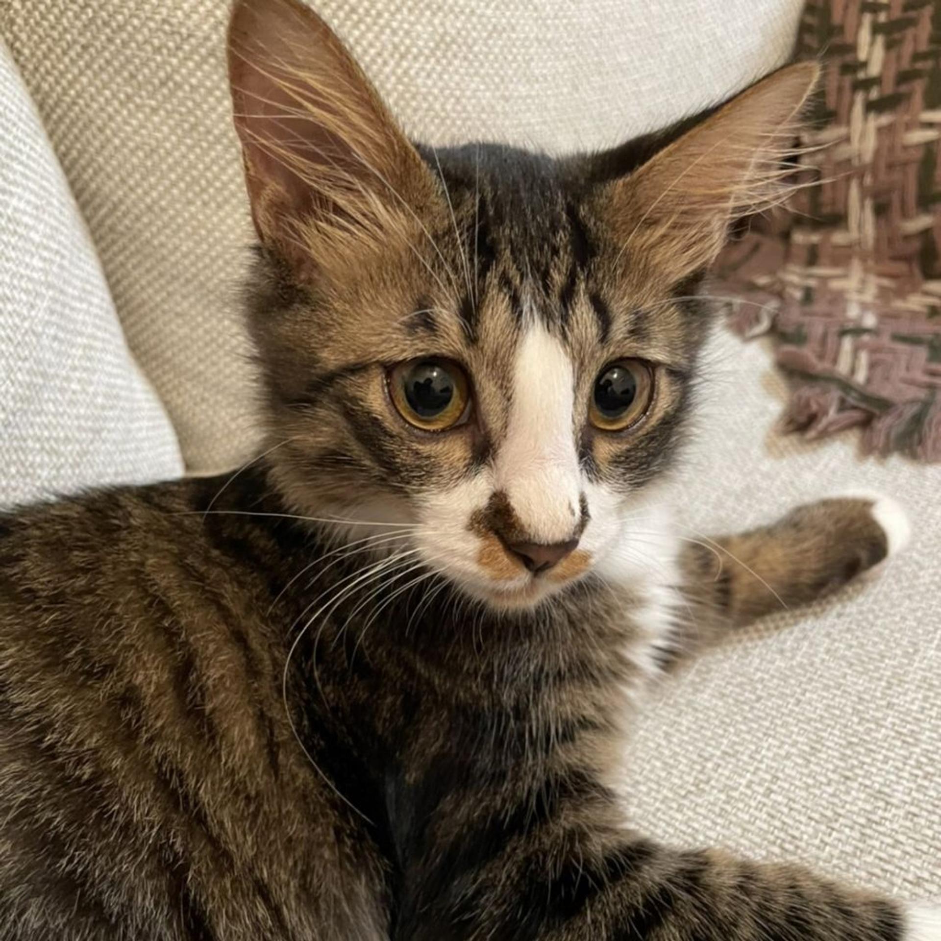 pet-image-9
