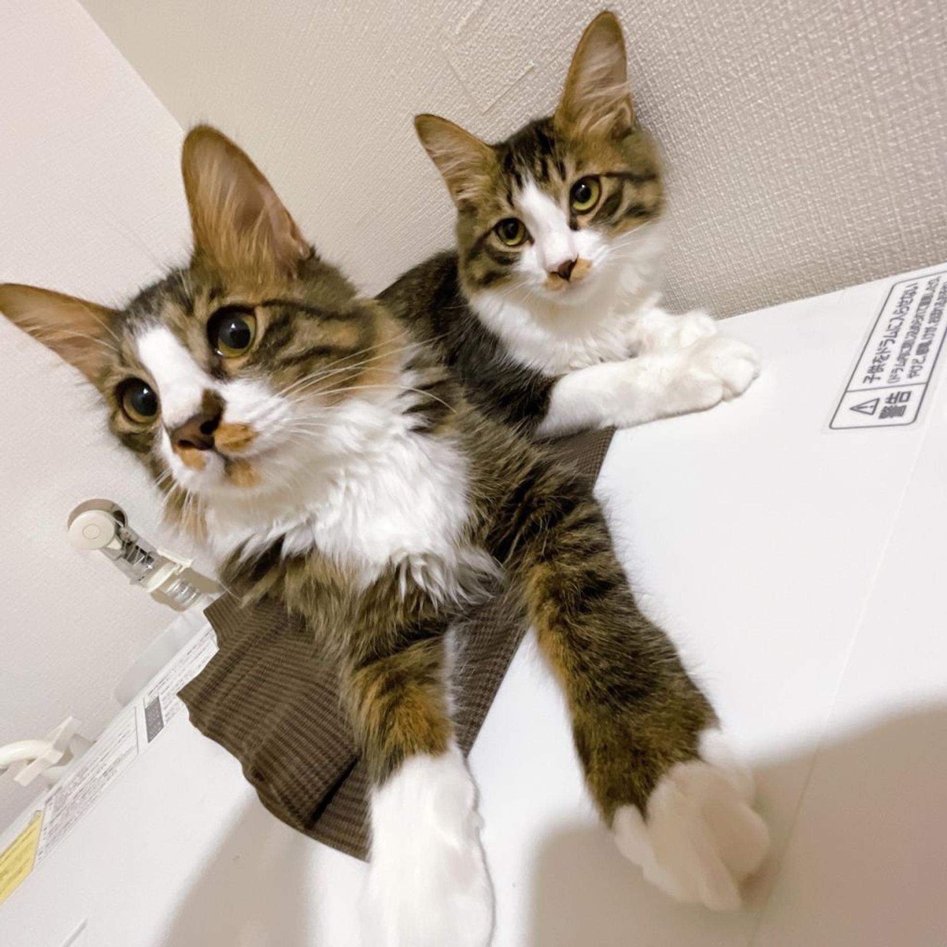 pet-image-7