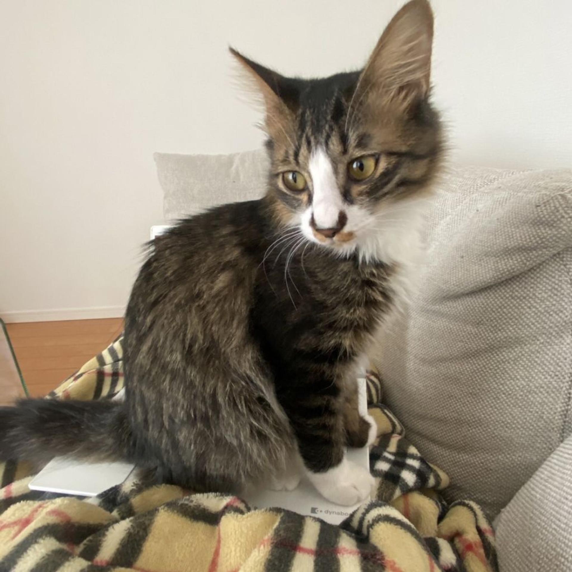 pet-image-3