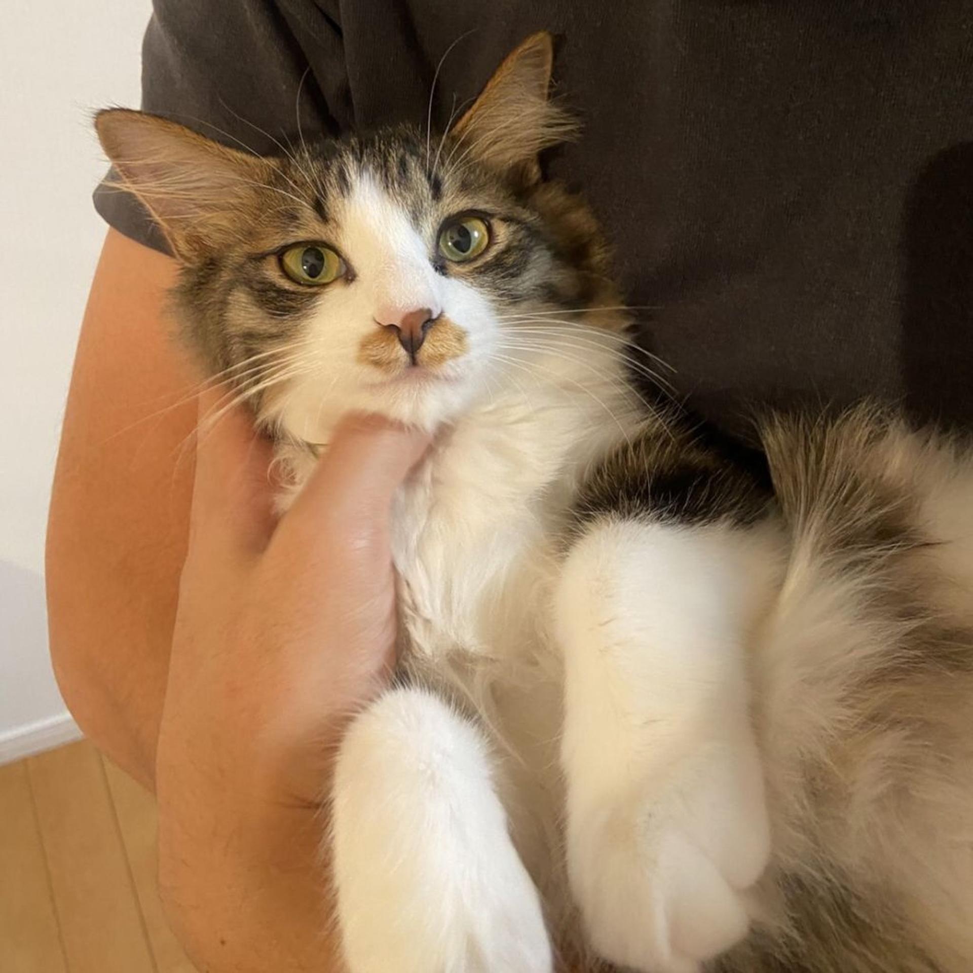 pet-image-5