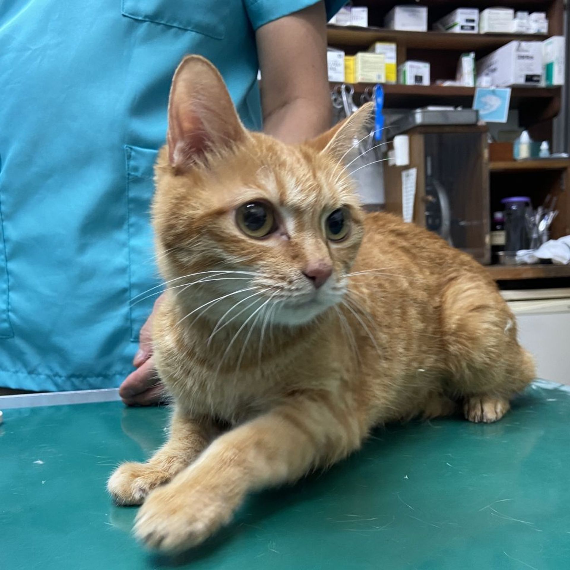 雑種（ミックス猫）・メスの里親募集の写真