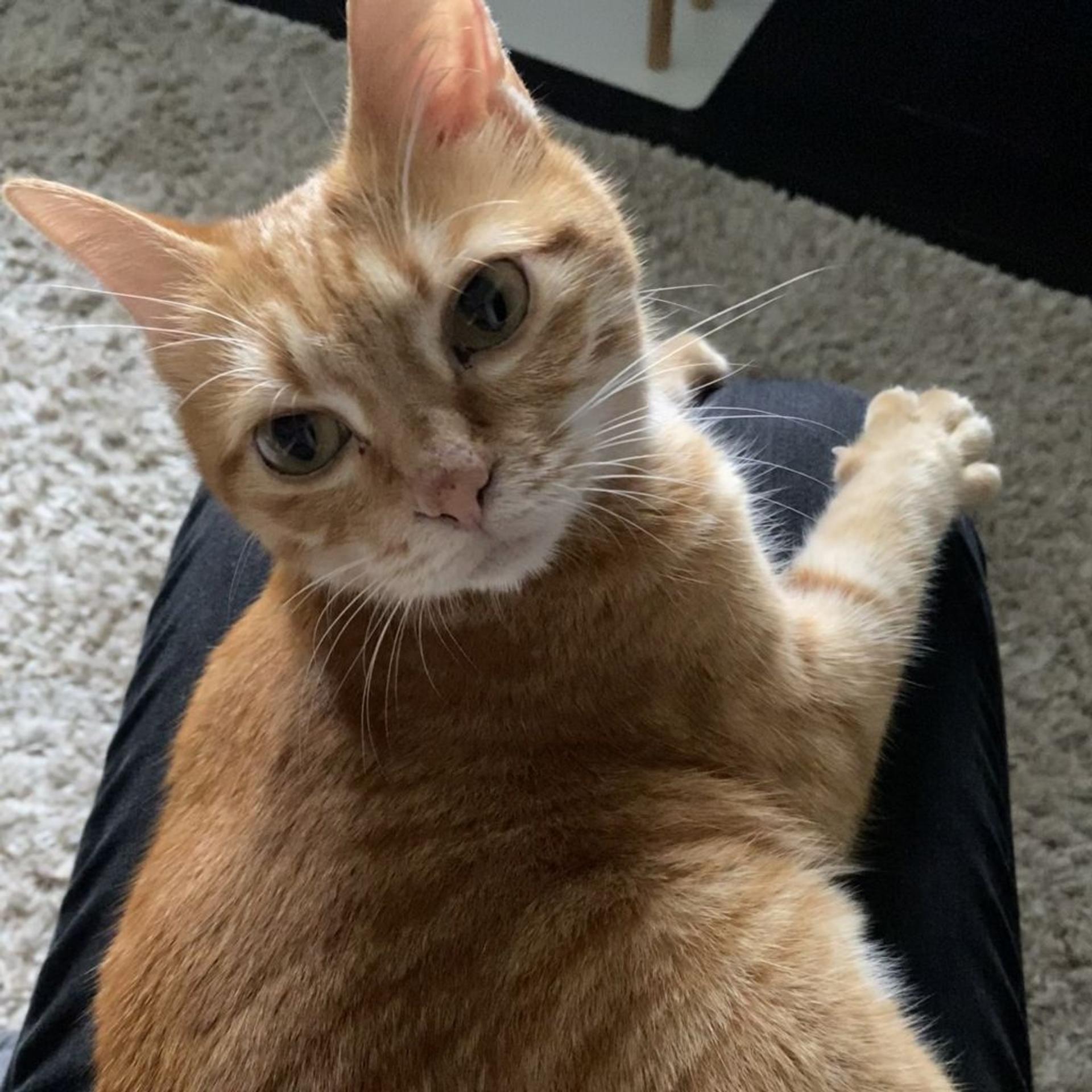 pet-image-3