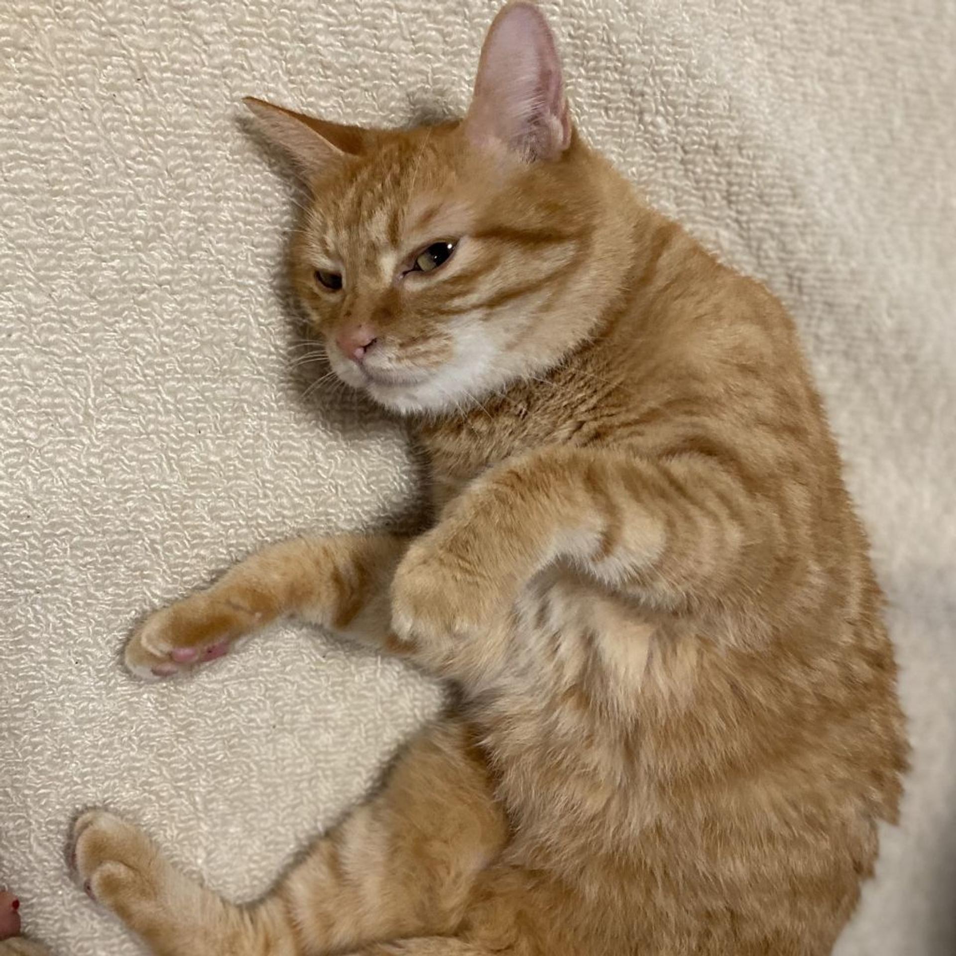 pet-image-4