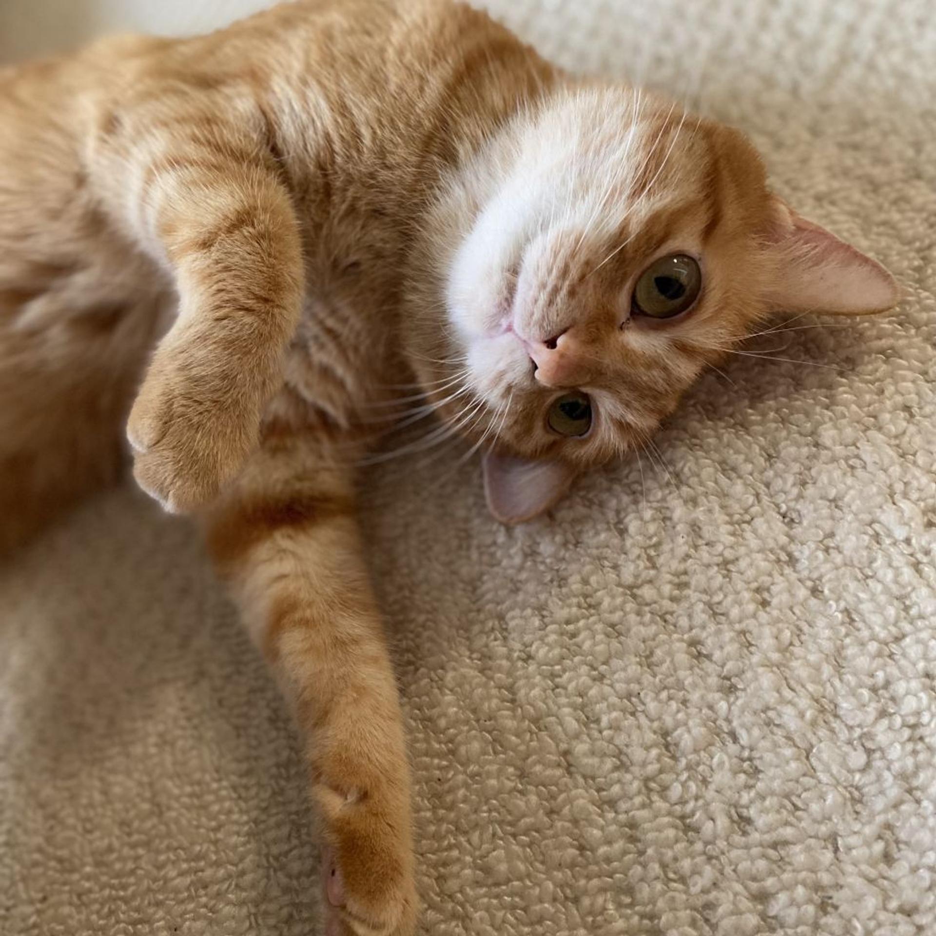 pet-image-6