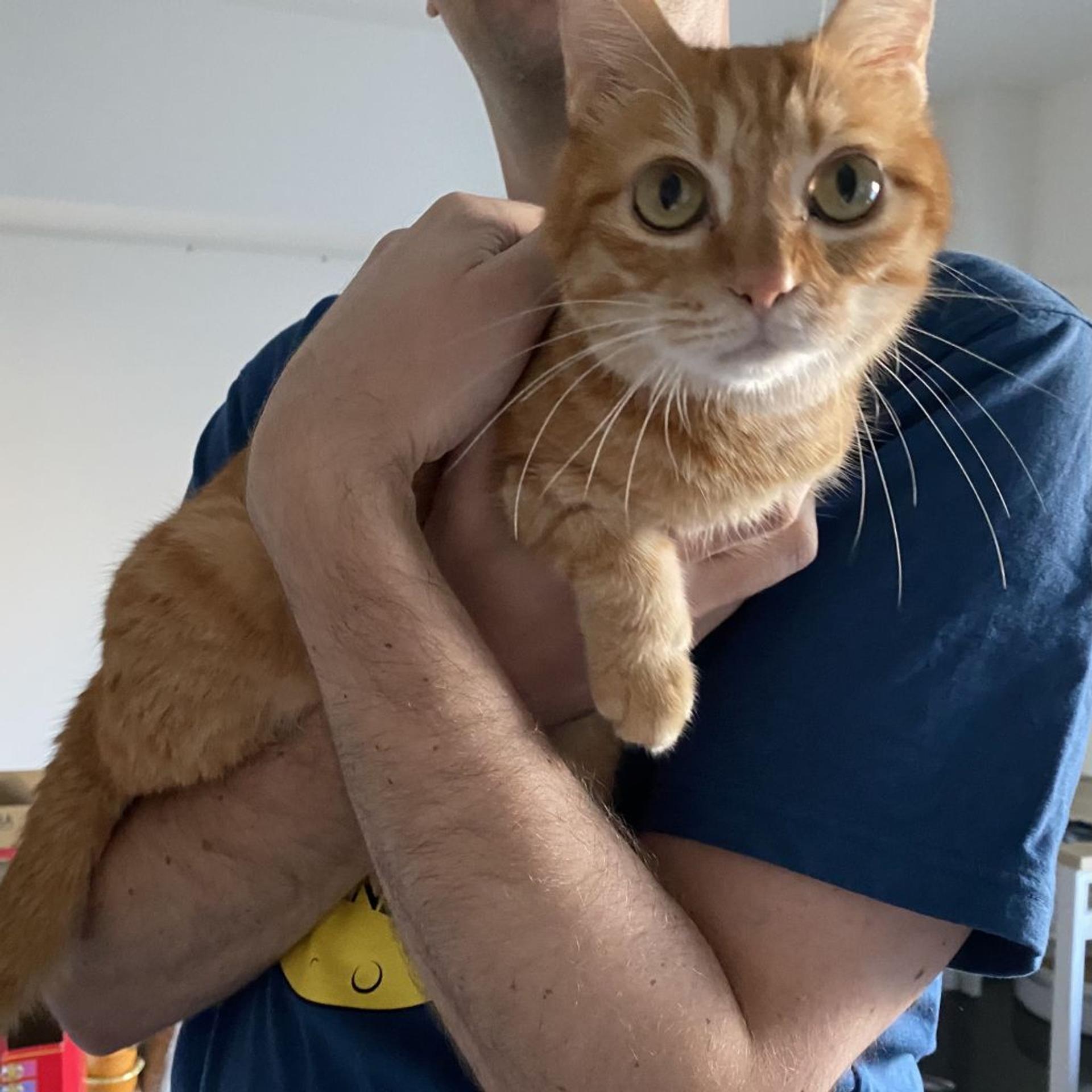 pet-image-7
