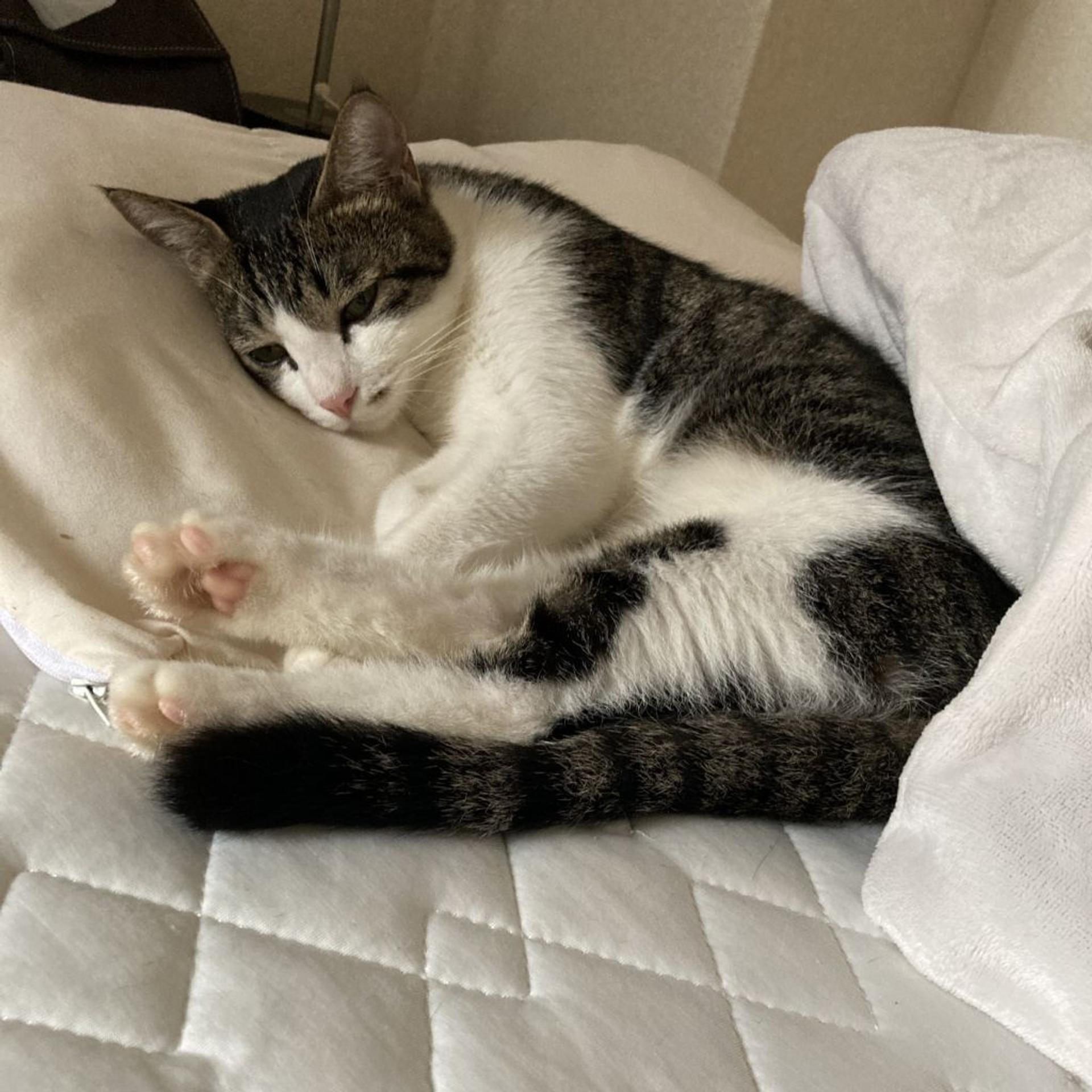 pet-image-3