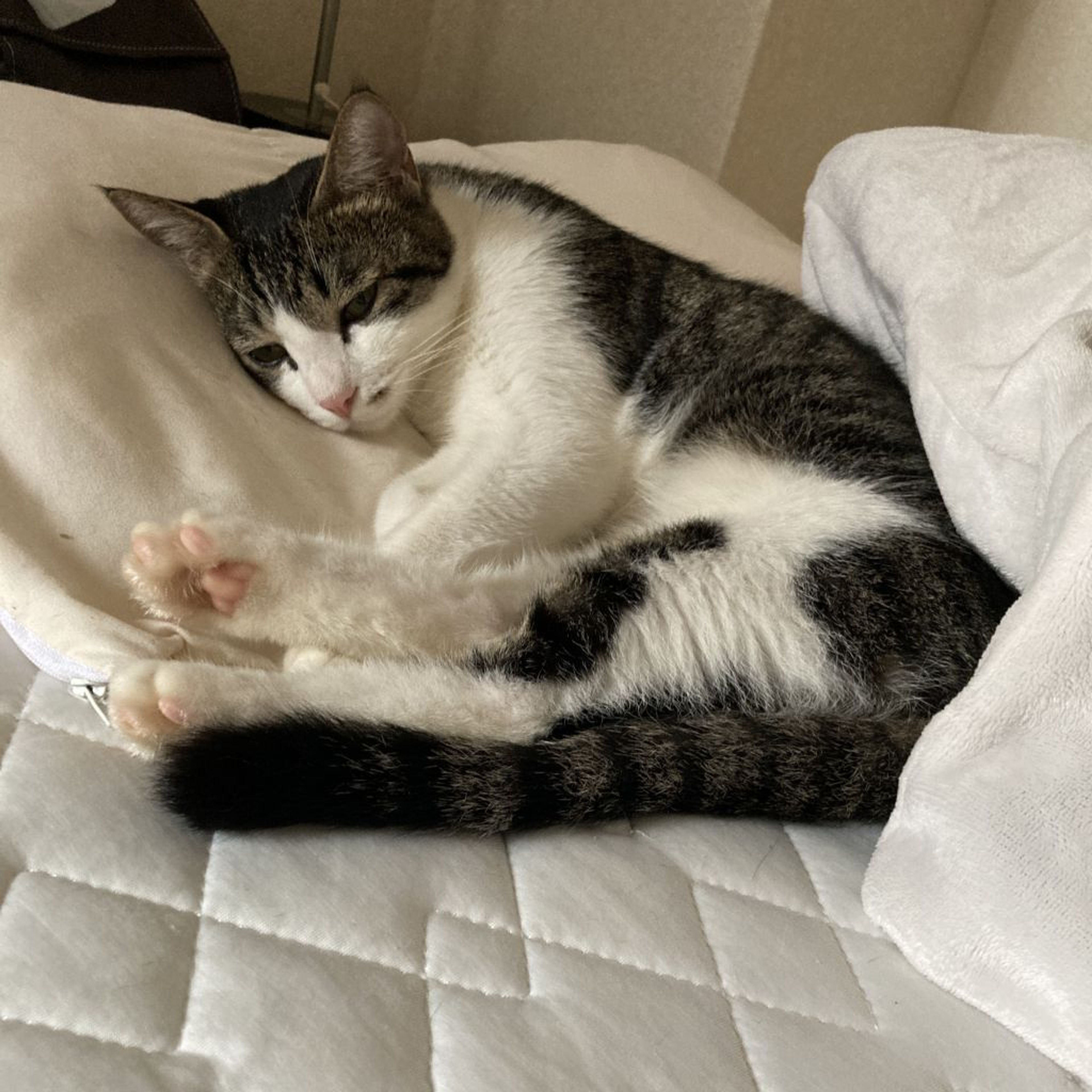 pet-image-3