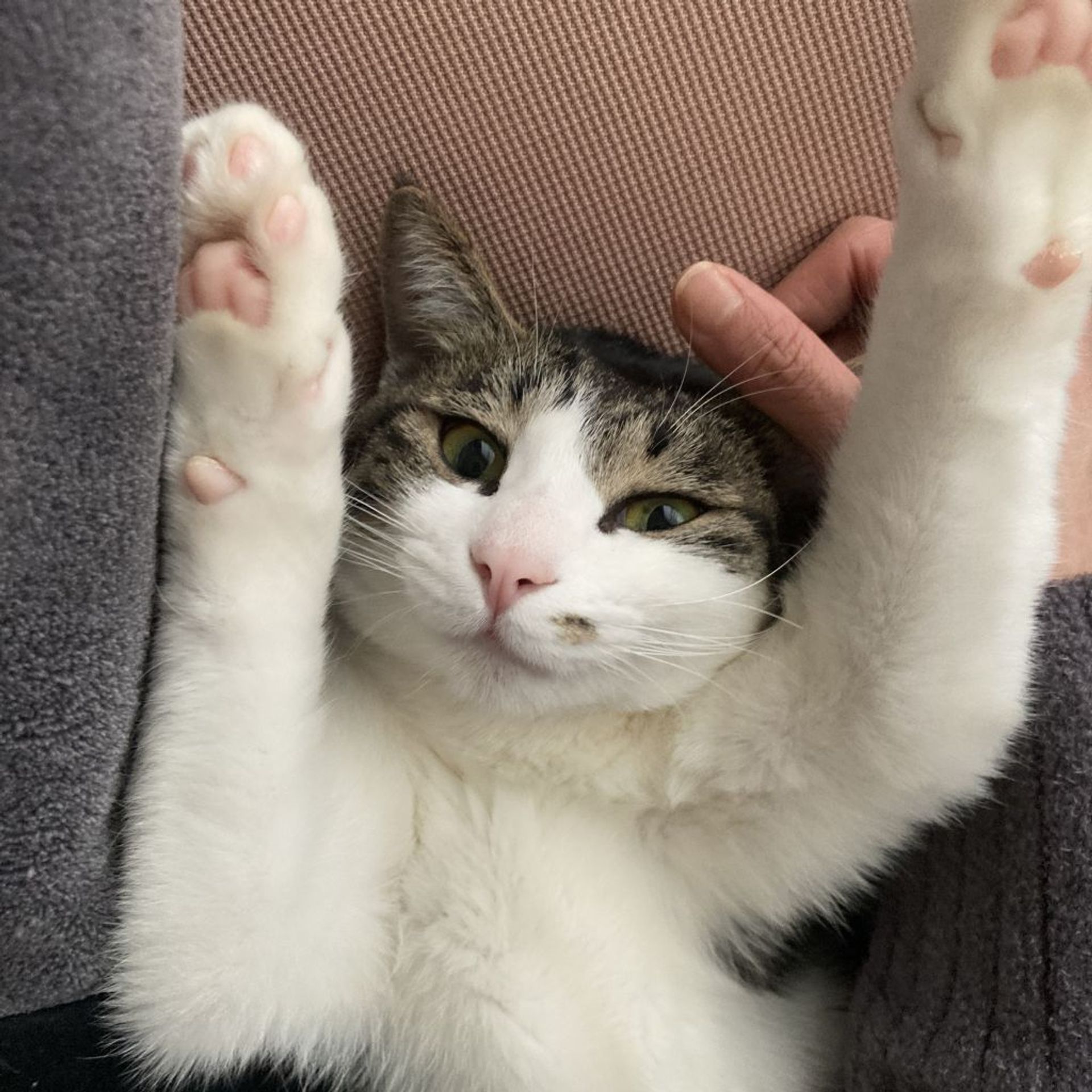 雑種（ミックス猫）・メスの里親募集の写真