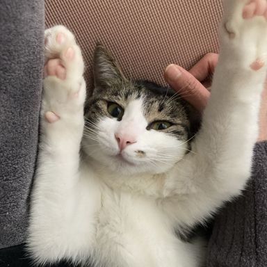 あいみょんの写真