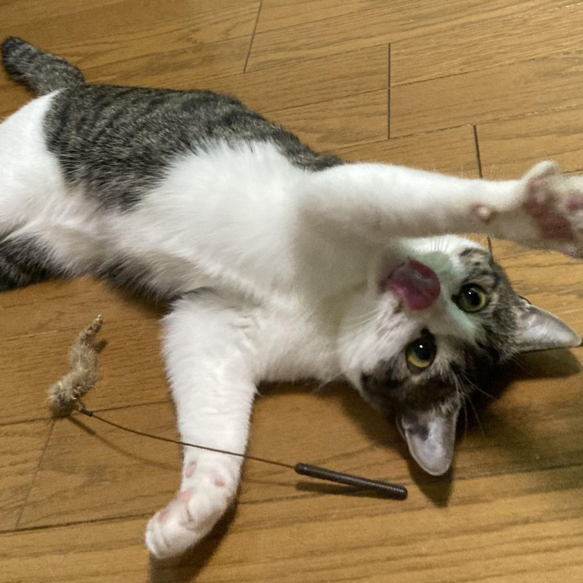 pet-image-9