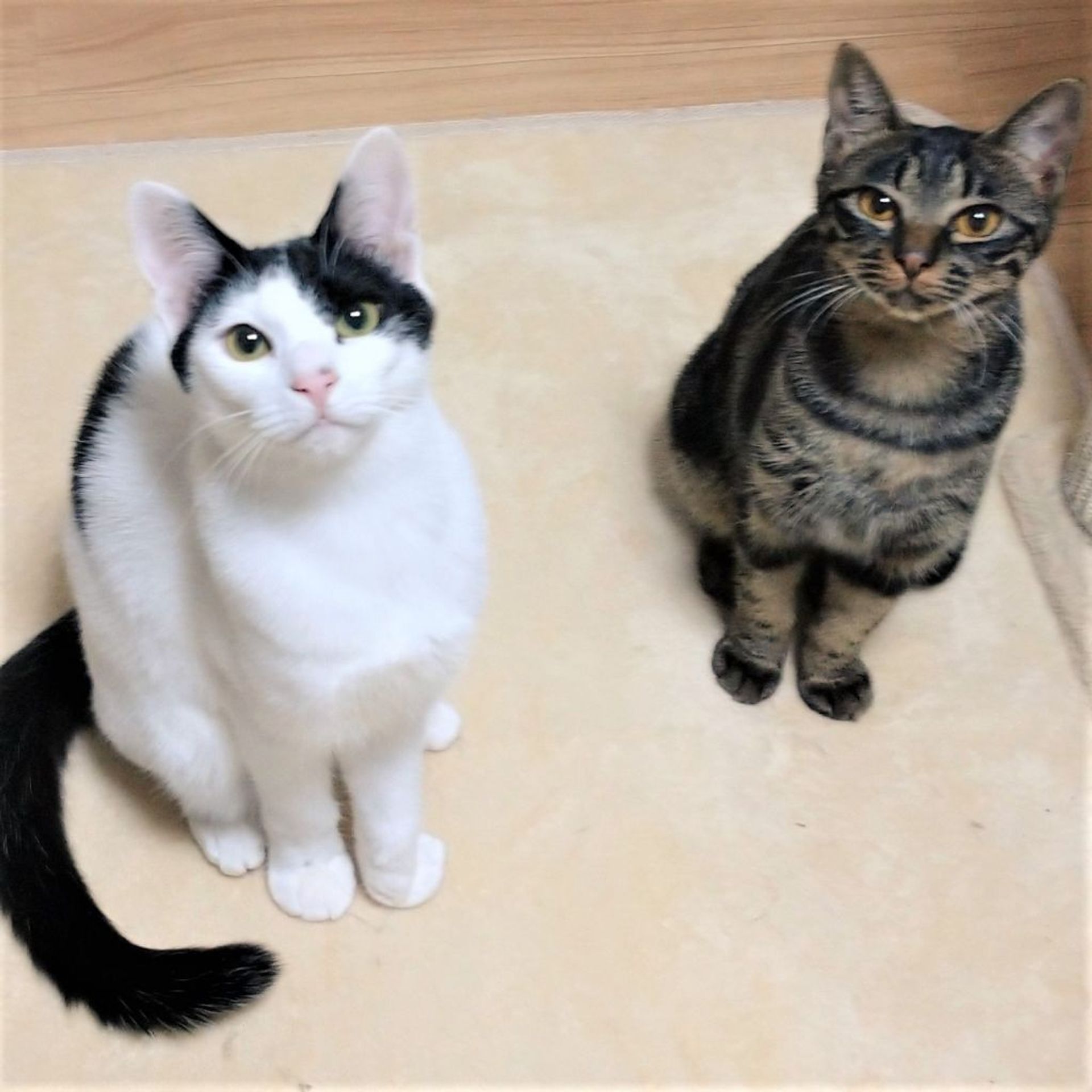 雑種（ミックス猫）・メスの里親募集の写真