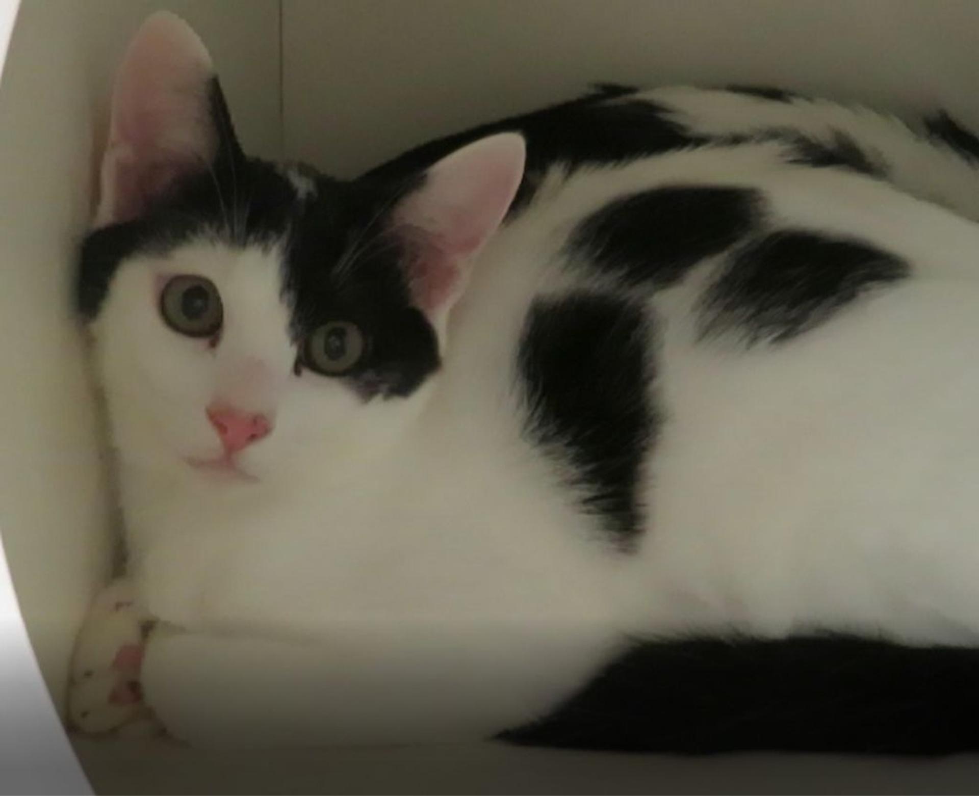 pet-image-3