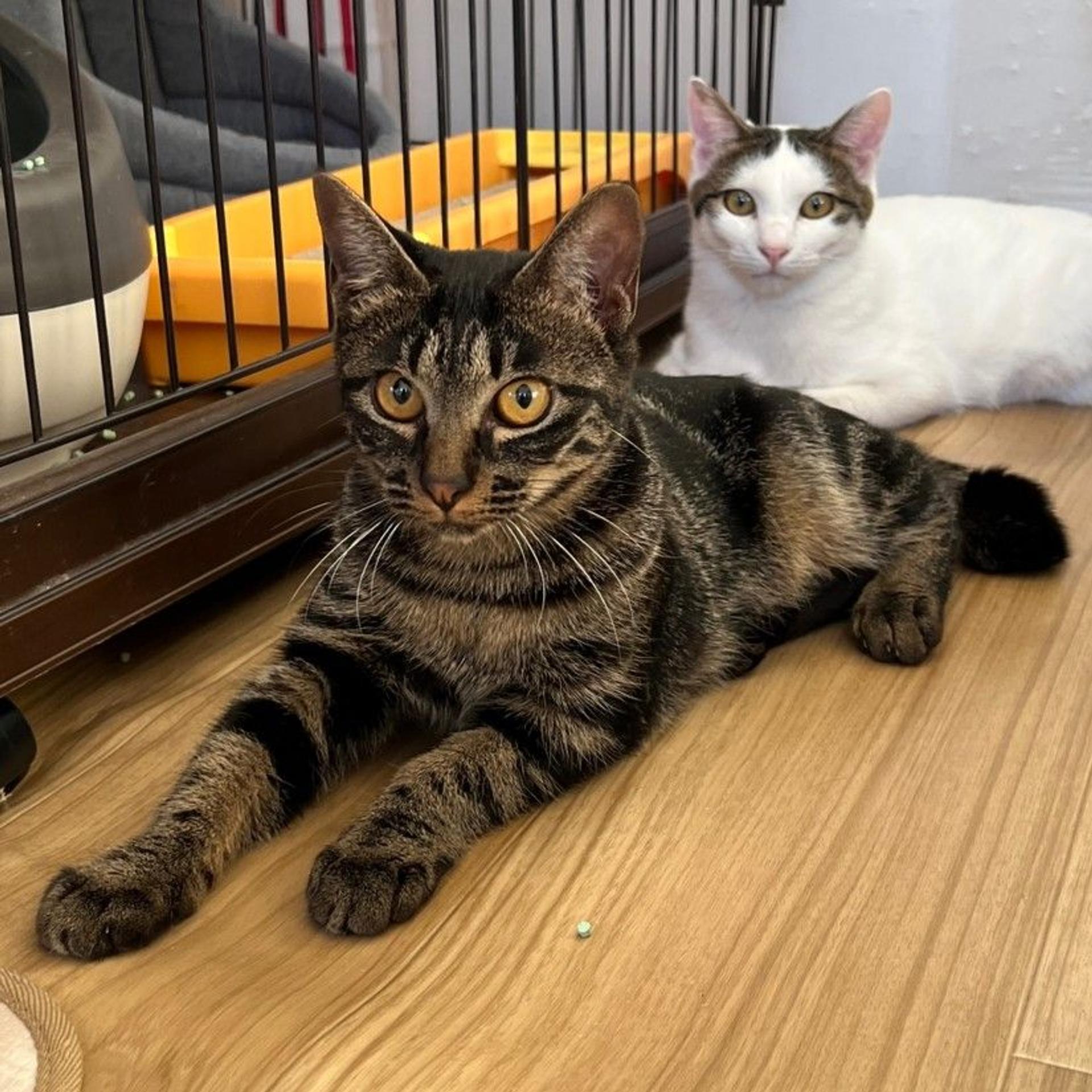pet-image-4