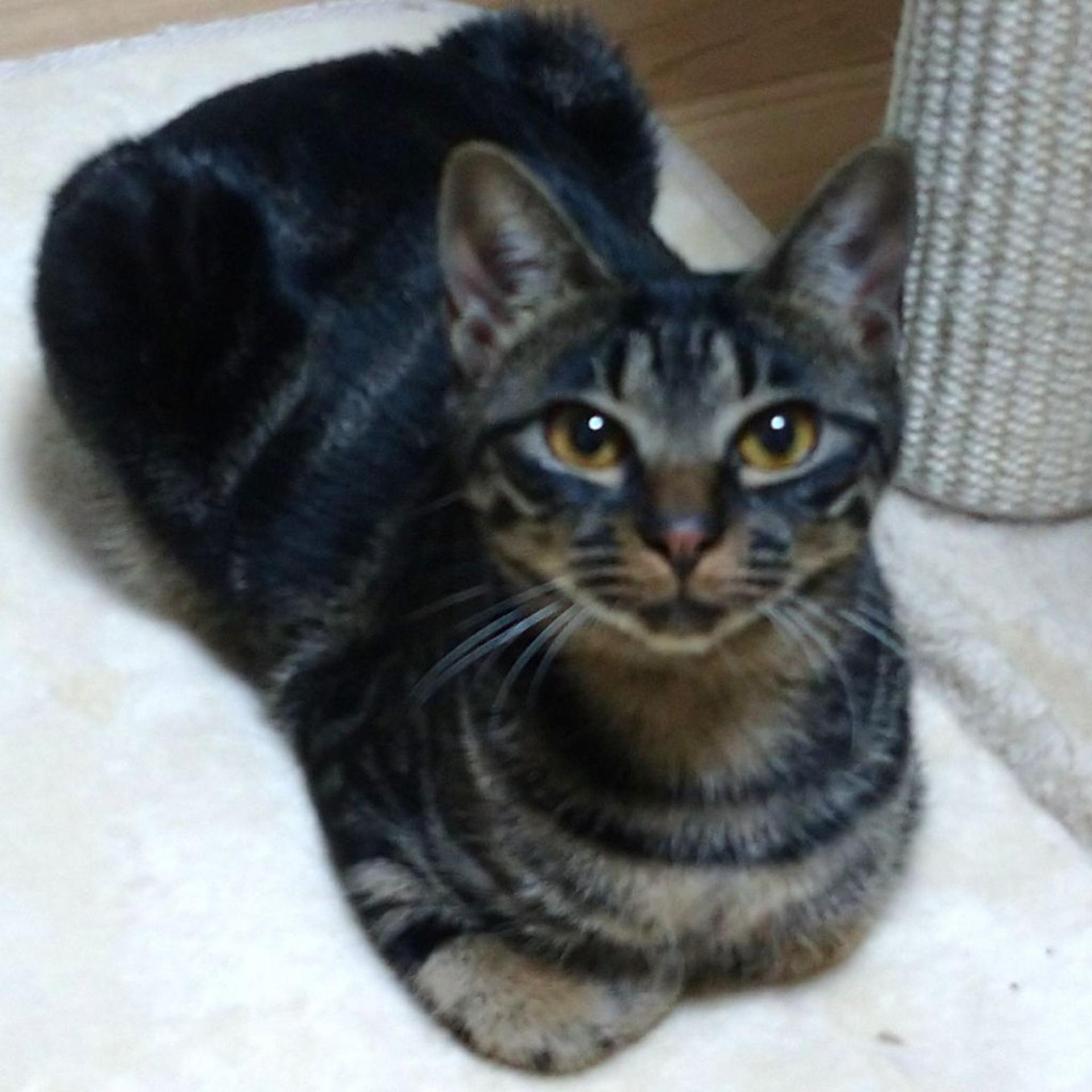 pet-image-5