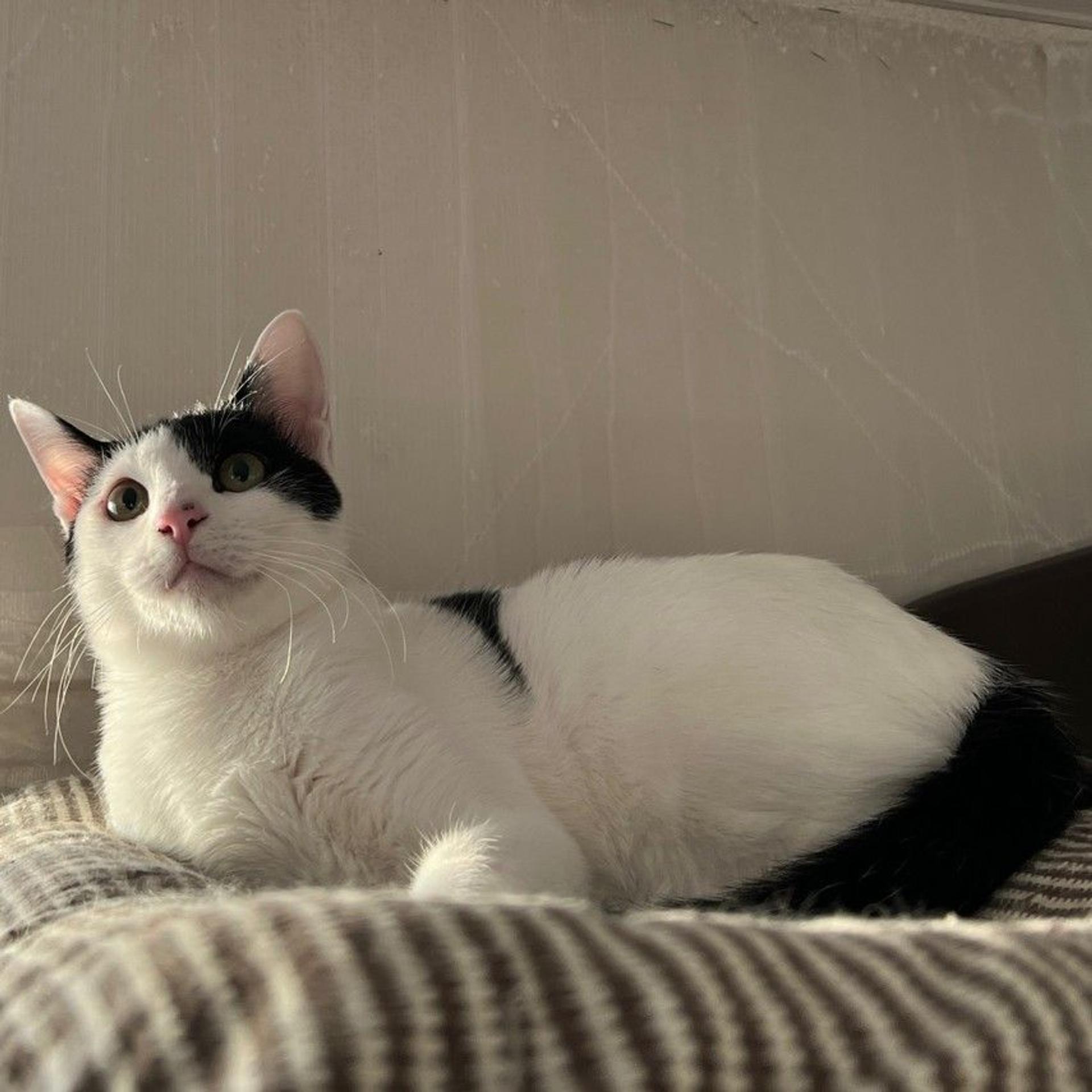 pet-image-6