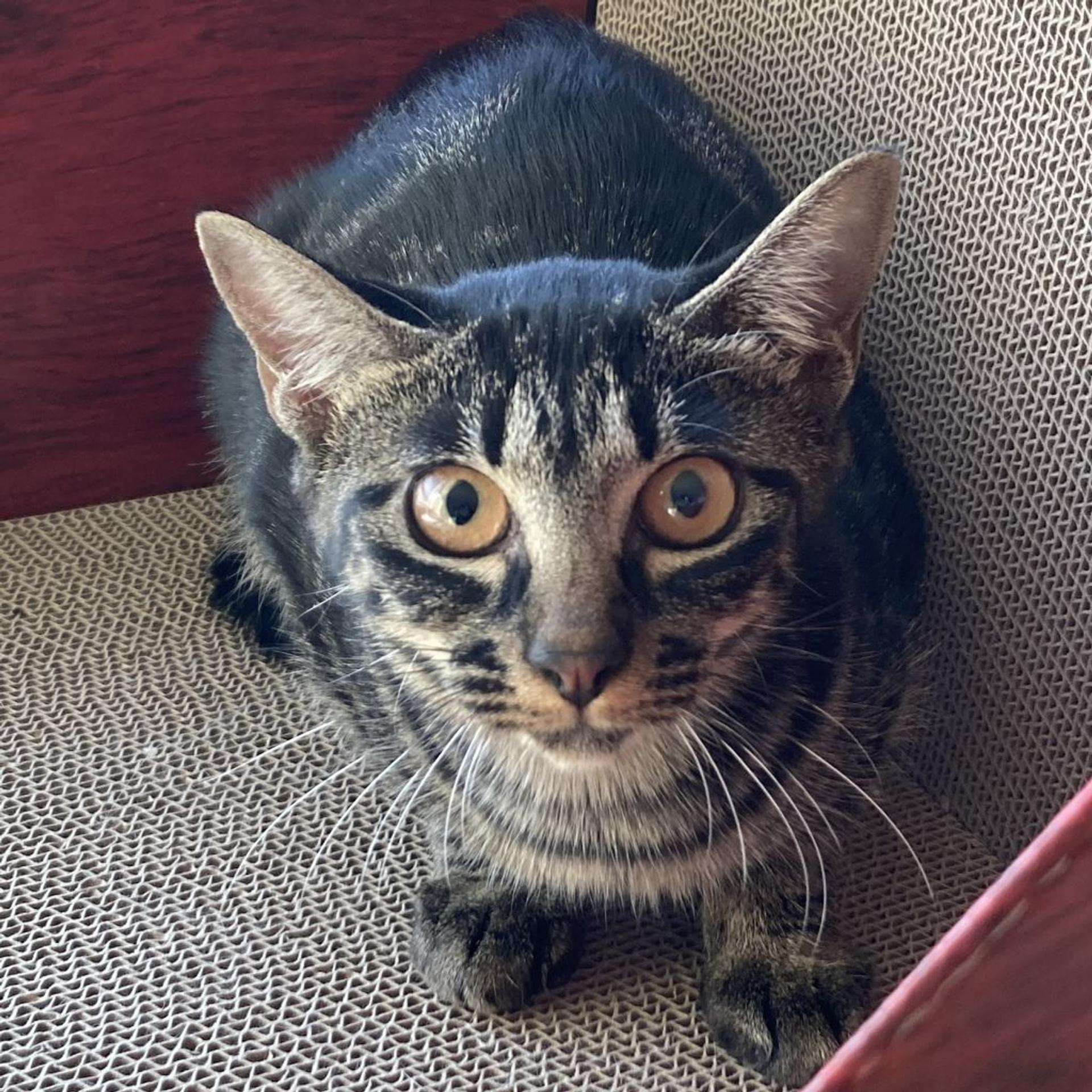 pet-image-9