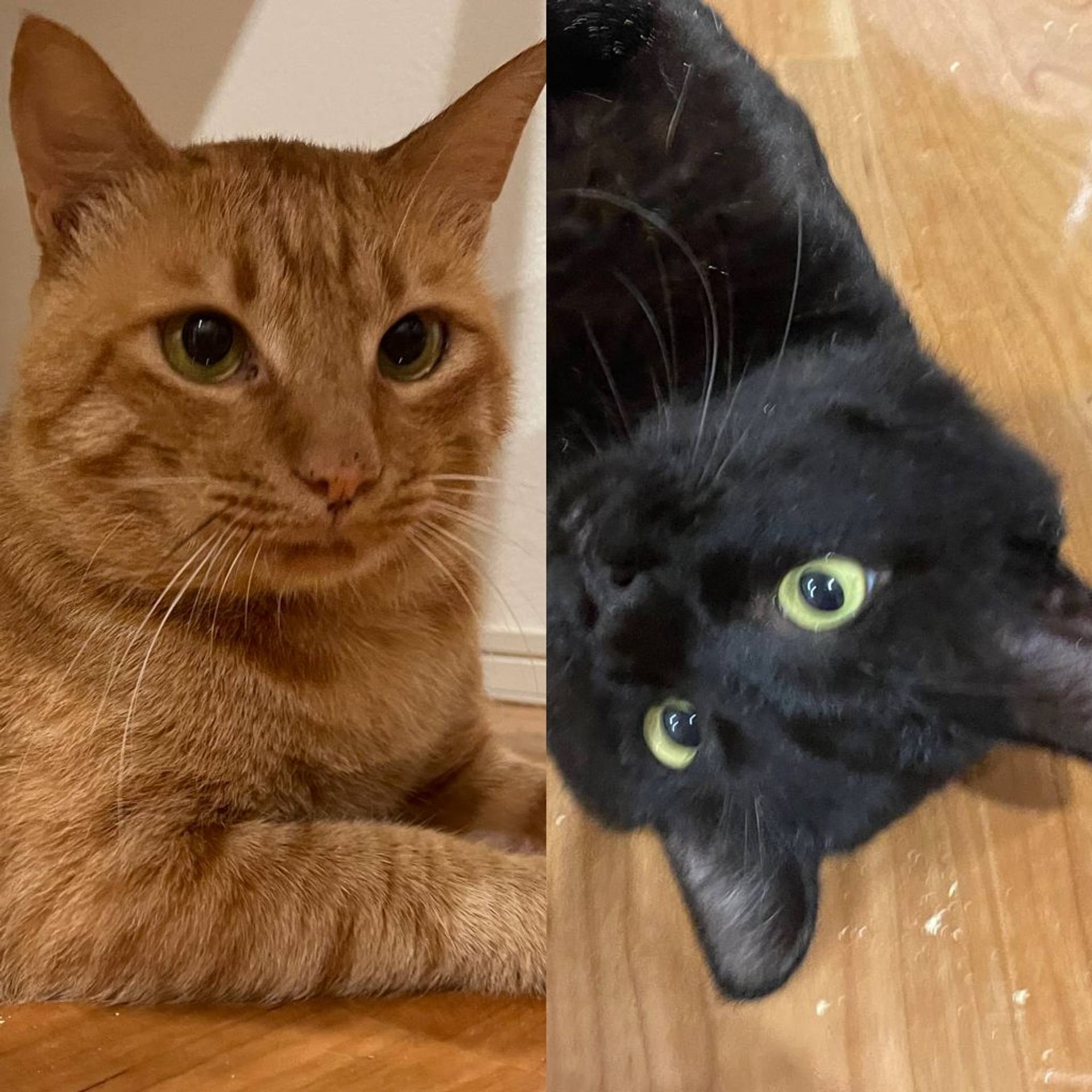 雑種（ミックス猫）・オスの里親募集の写真