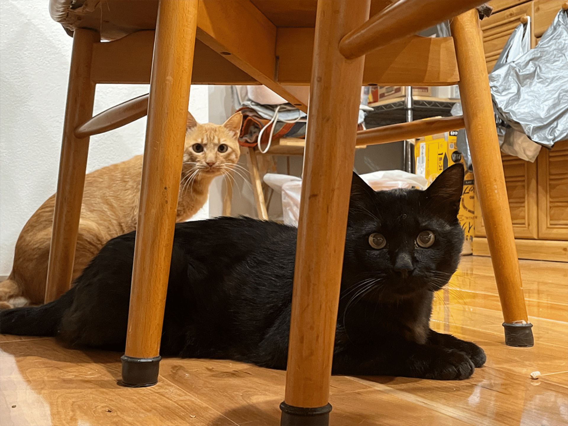 pet-image-2