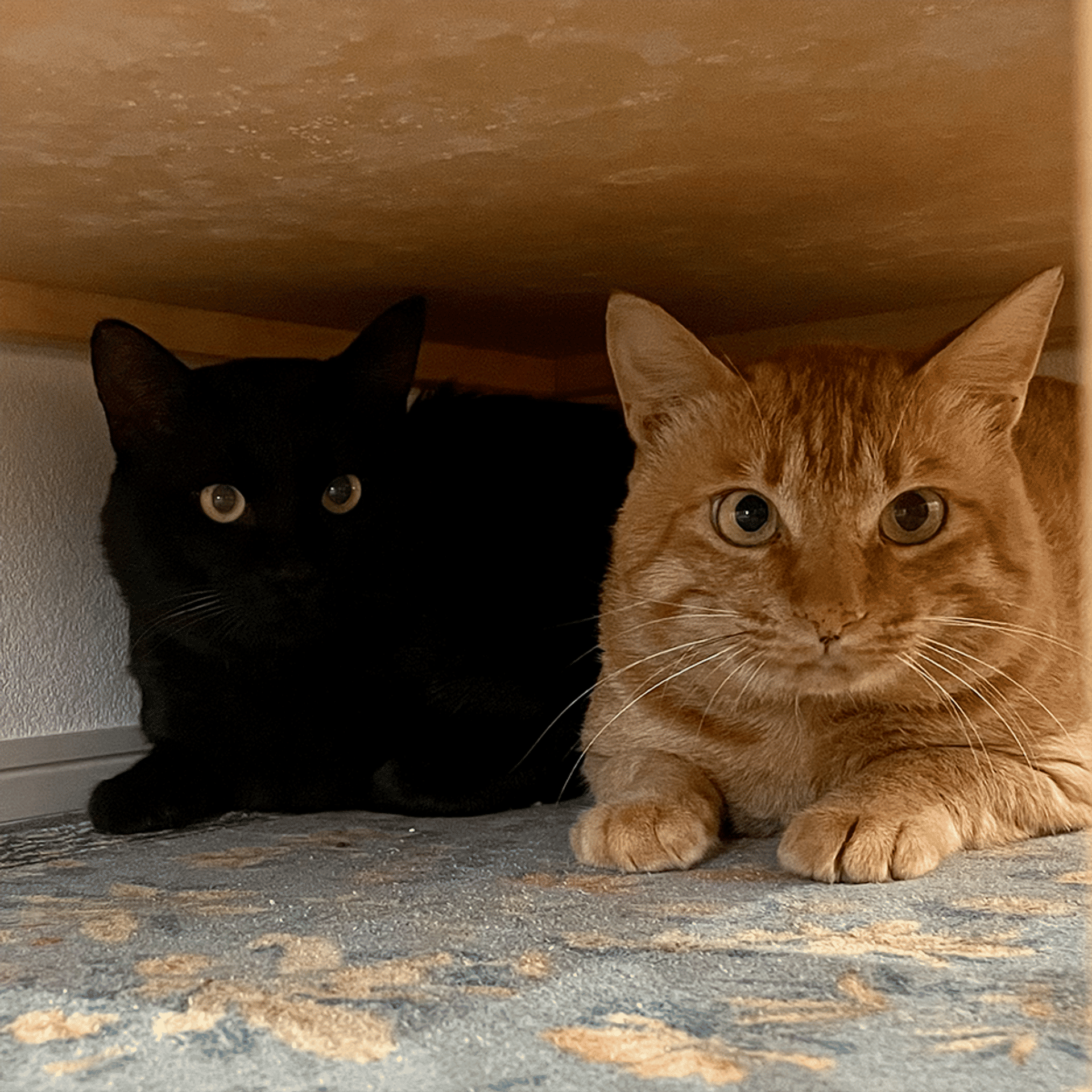 pet-image-3