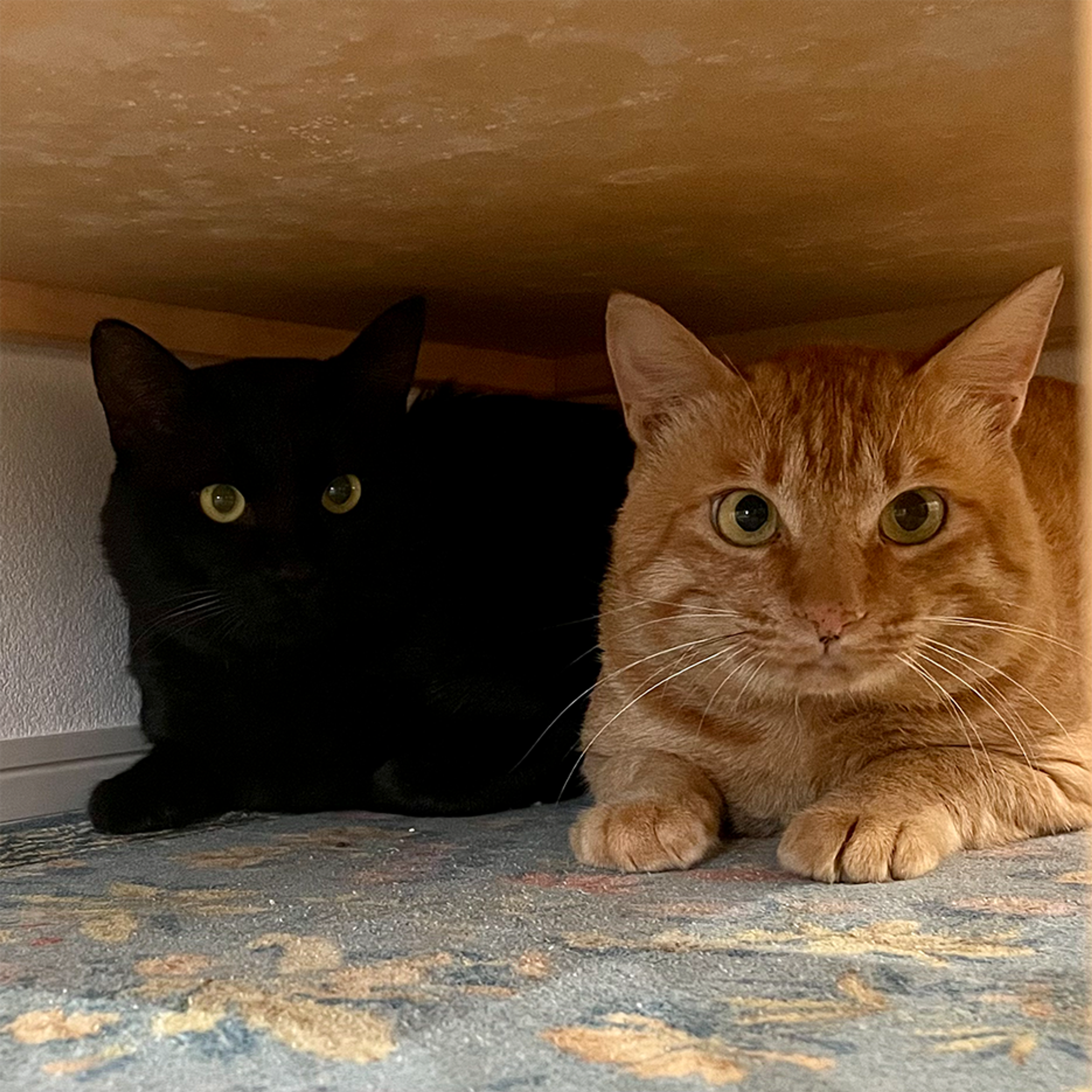 pet-image-3